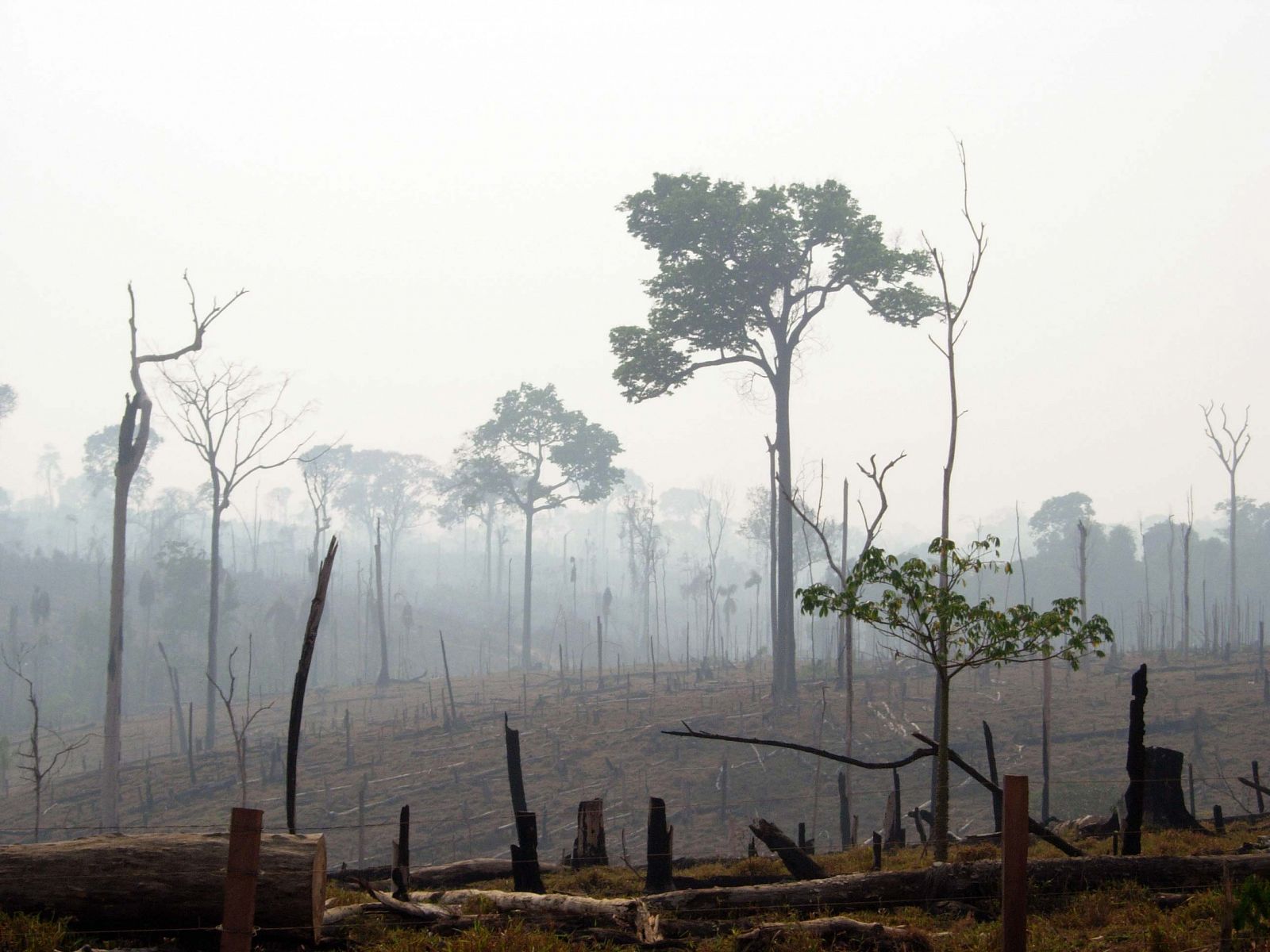 Un tercio de la deforestación global del bosque tropical ocurre en el Amazonas brasileño