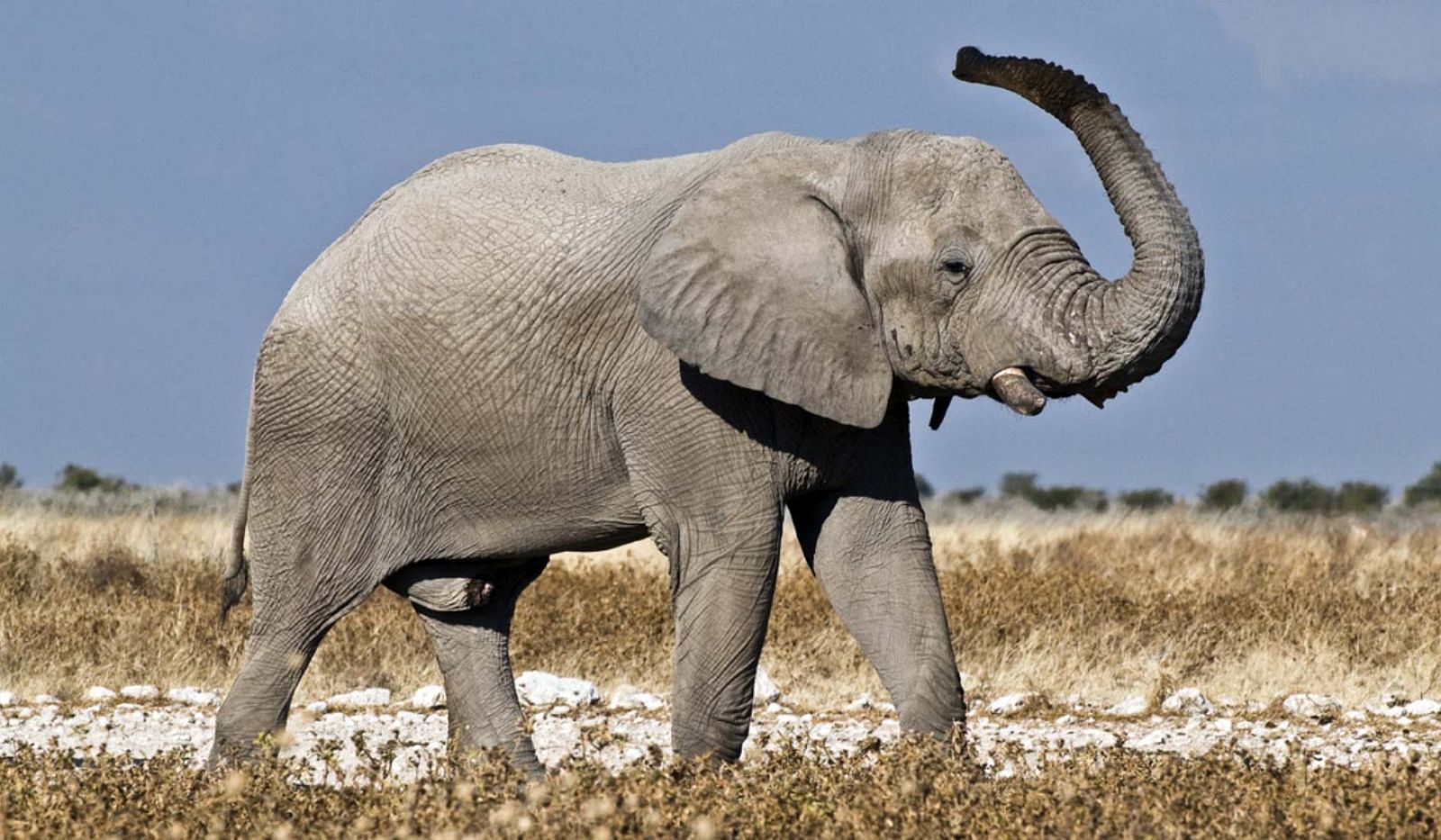 Un ejemplar de elefante africano.