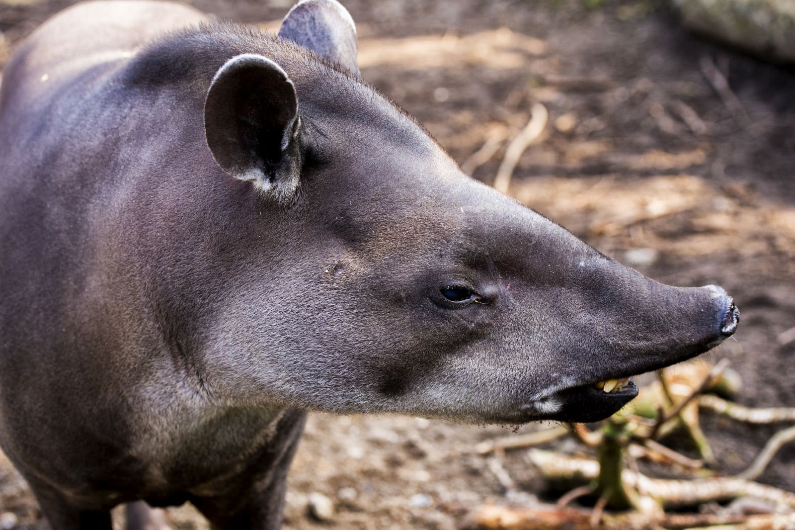 Tapirus terrestris sudamericano, una especie cercana al nuevo tapir descrito.