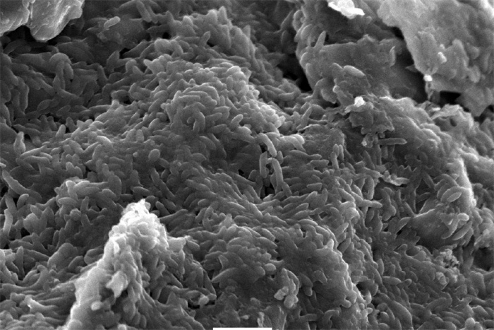 Imagen de un biofilm de las bacterias Geobacter sulfurreducens.