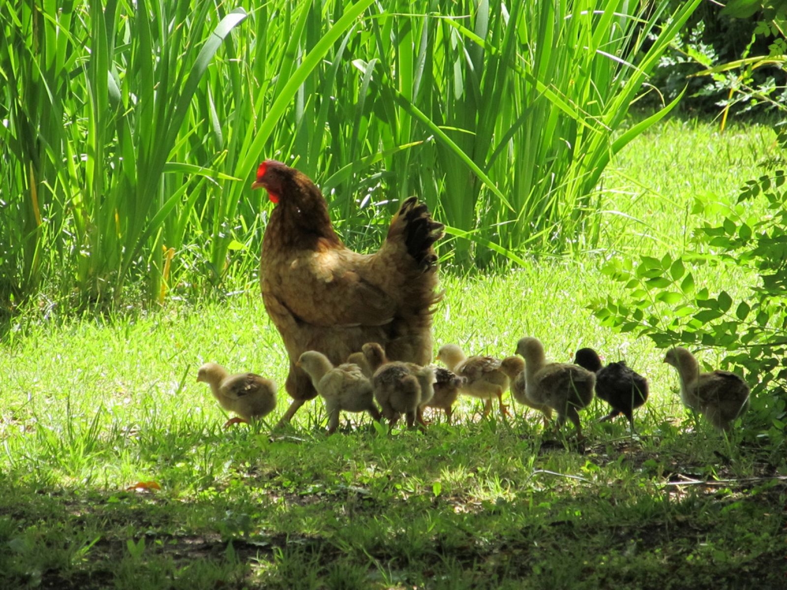 La mayoría de las gallinas de uso industrial son de la raza New Hampshire o Leghom