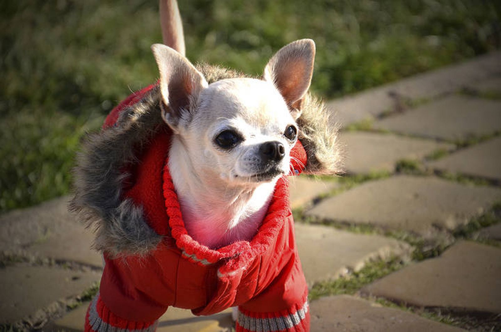  Un chihuahua con un abrigo rojo.