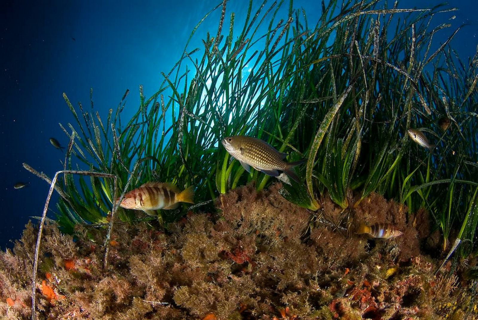 Castañuela y serranos entre una pradera de Posidonia oceánica en Cala Mondragó, Mallorca.