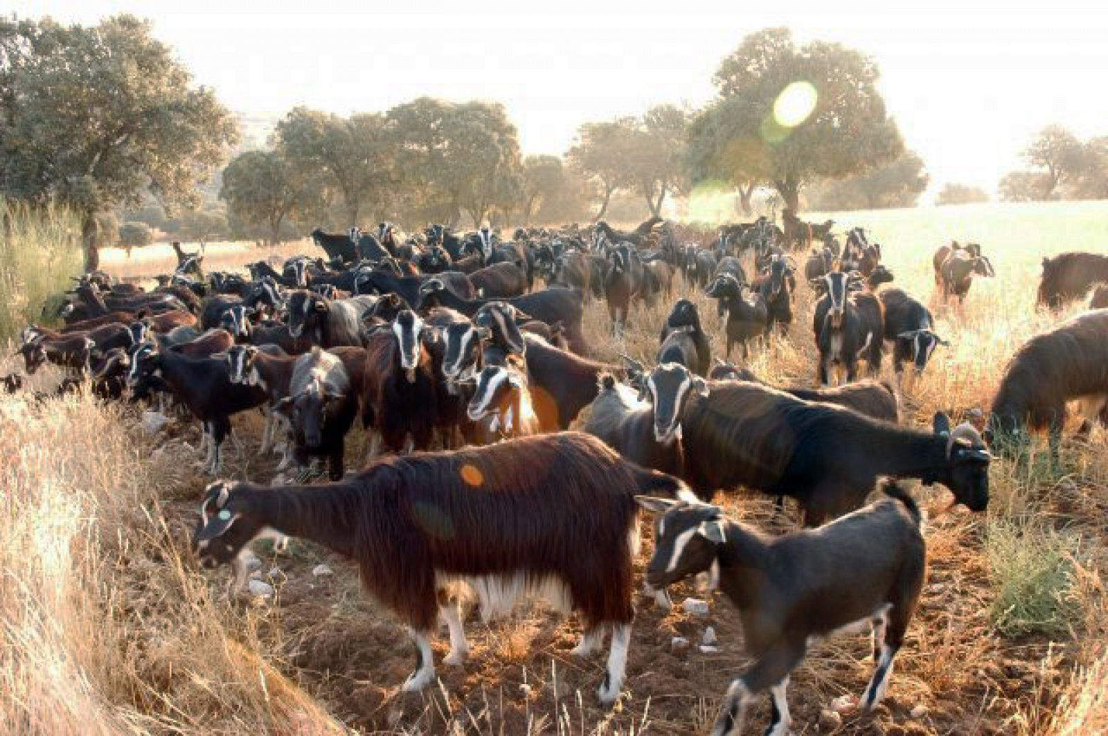 Rebaño de cabras de Guadarrama, una especie autóctona que ayuda a conservar el monte.