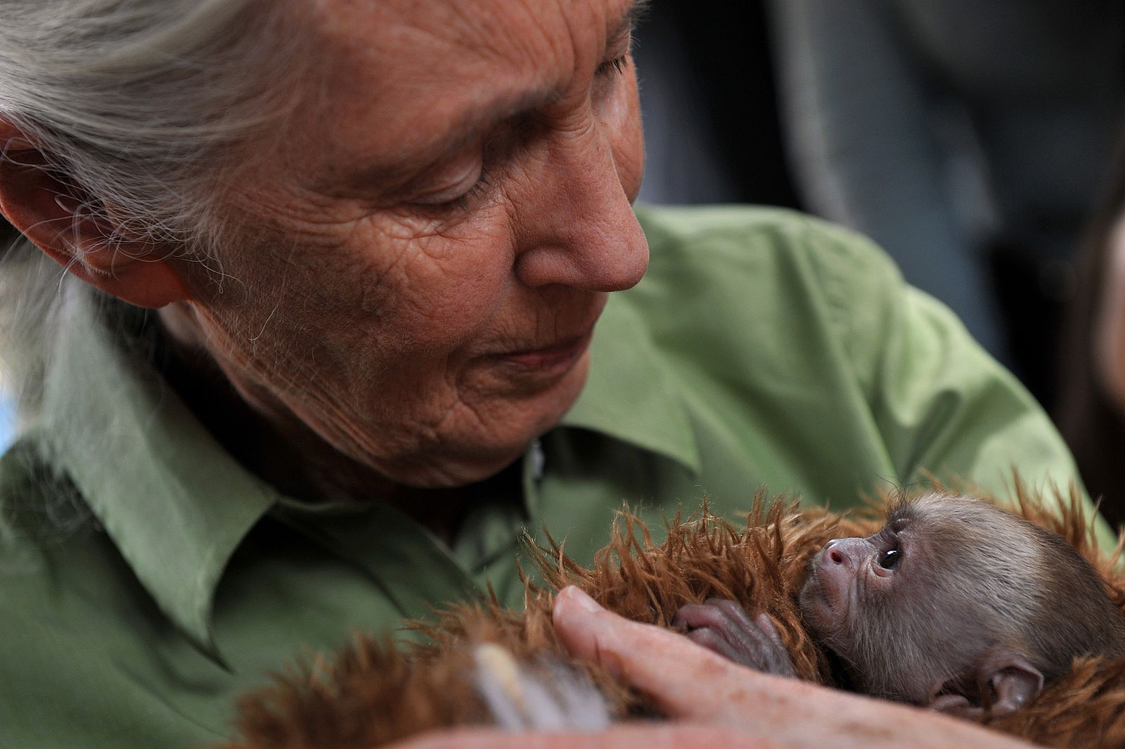 Foto de archivo de la primatóloga Jane Goodall con un mono Cariblanco.