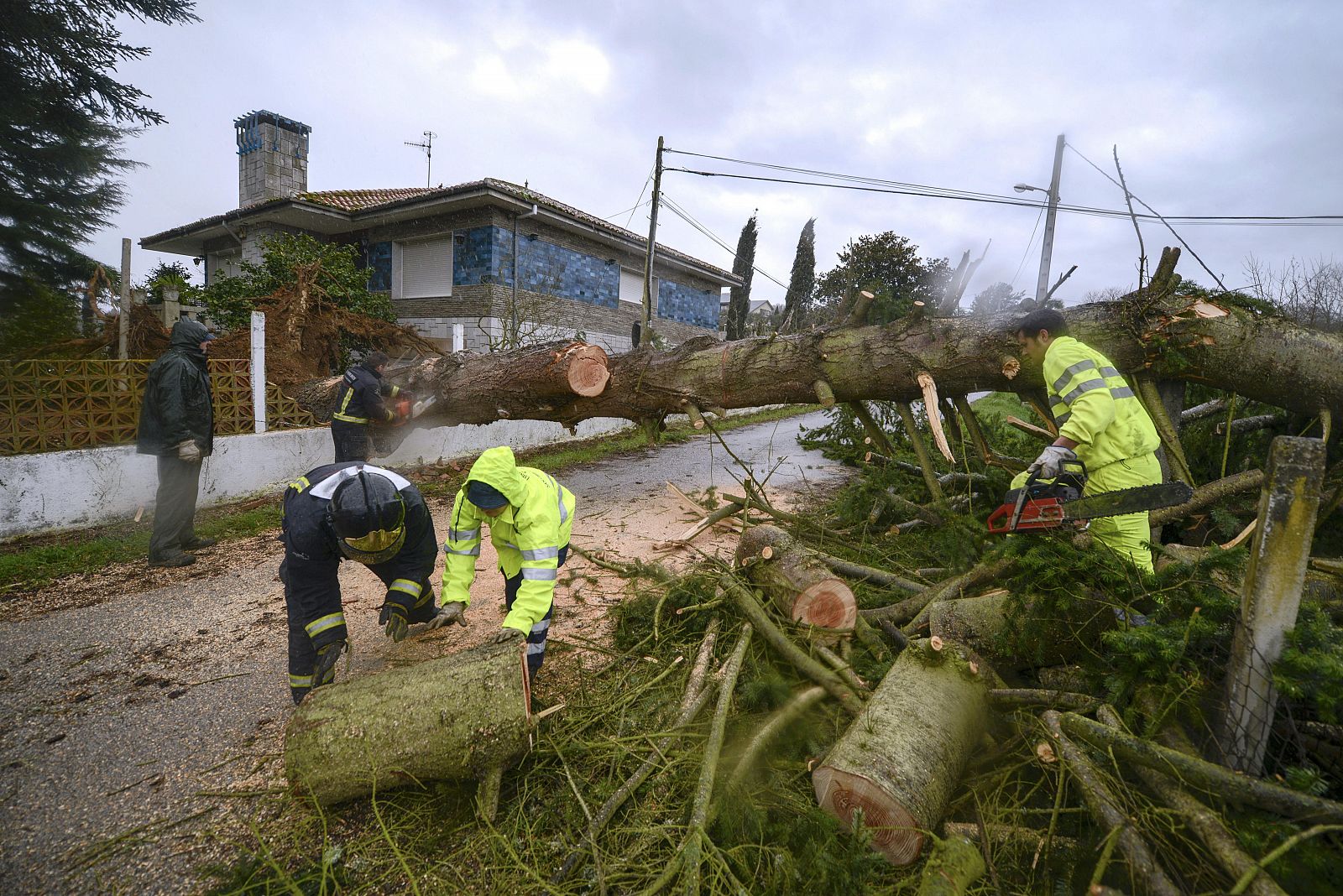 Bomberos y operarios talan un árbol derribado por el viento en Barbadás (Ourense).