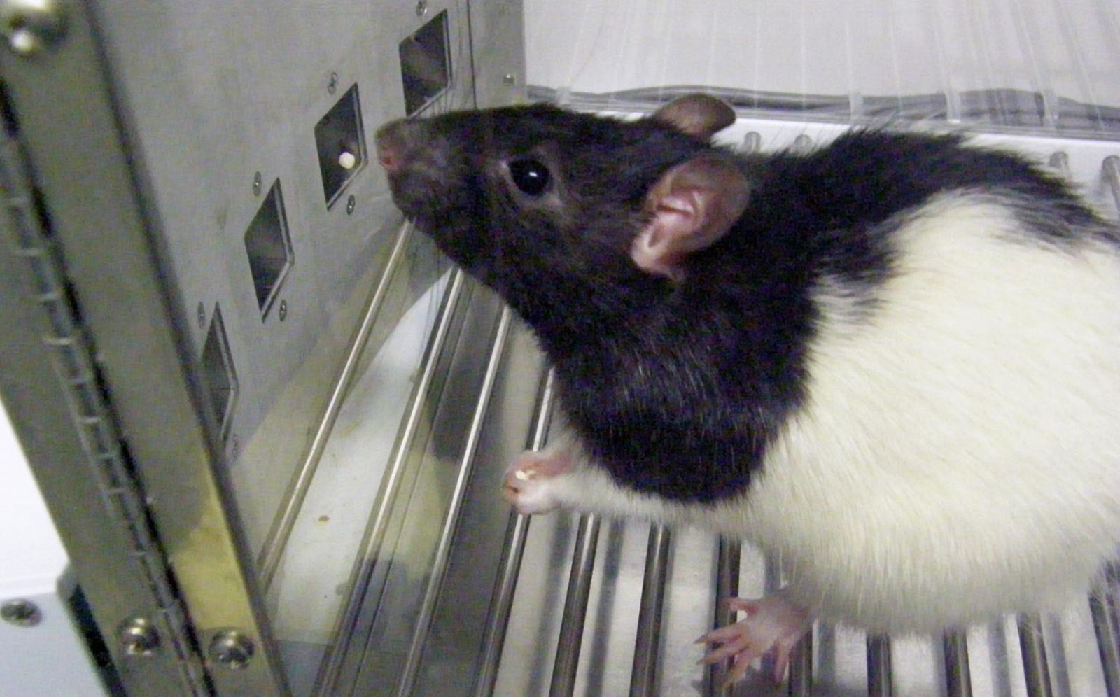 Una de las ratas empleadas en el estudio del Instituto de Neurociencias de la UAB.