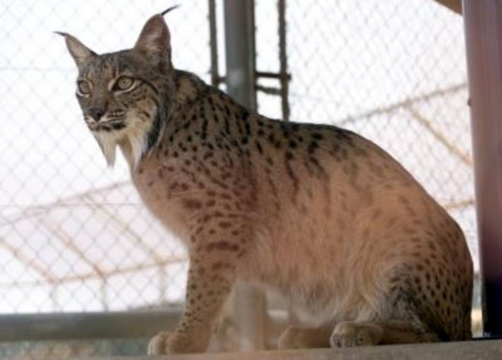 Fotografía de archivo de la hembra de lince ibérico Esperanza en el Centro experimental de cría en cautividad del Línce Ibérico de Doñana.