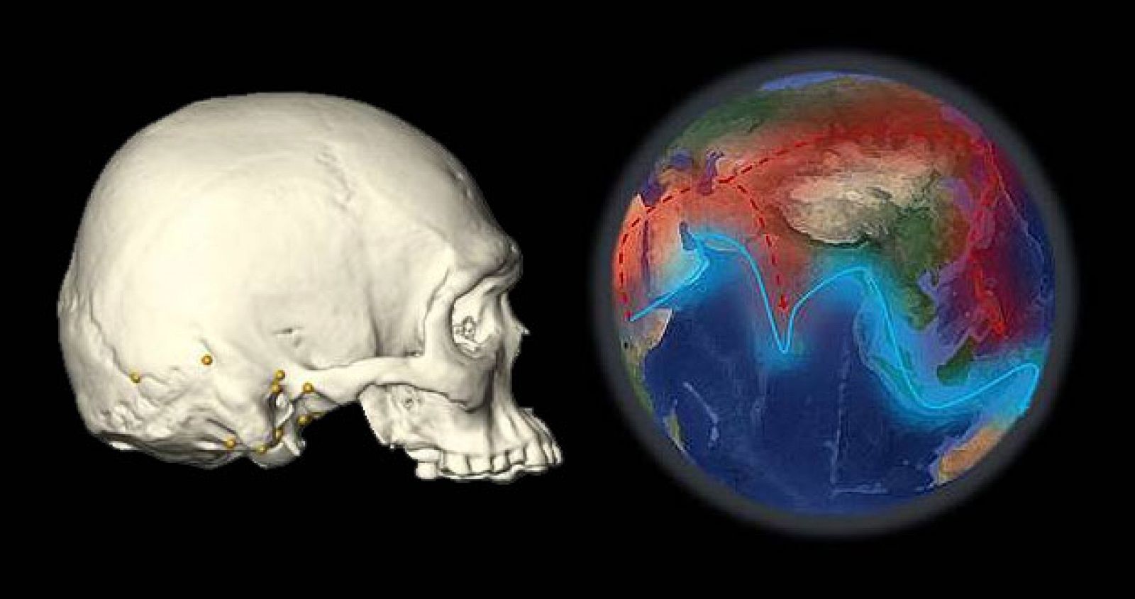A la izquierda, puntos craniométricos en el cráneo de un individuo y a la derecha la segunda migración hace 50.000 años.