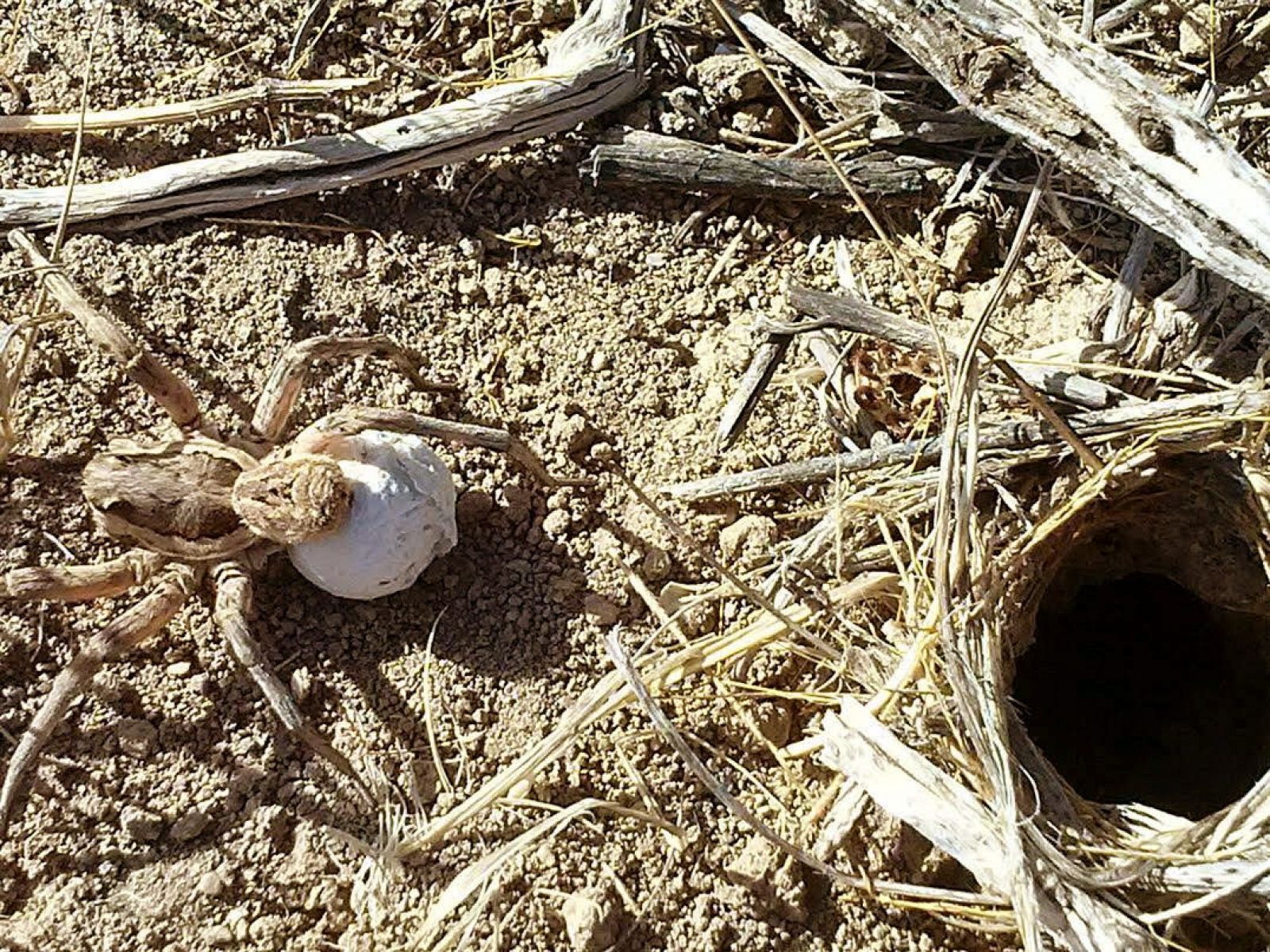 Una tarántula ibérica junto a su nido