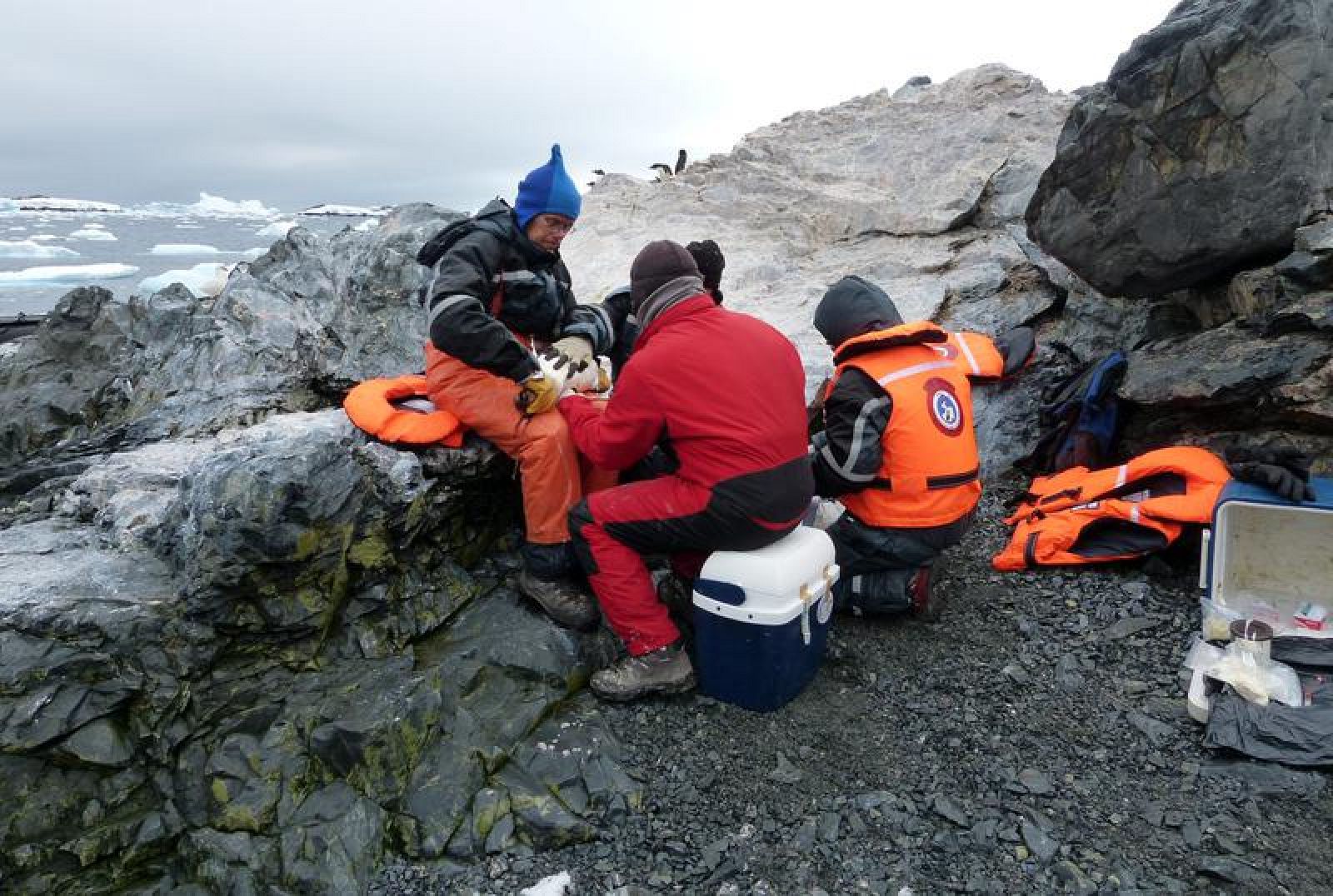 Un grupo de científicos analiza un pingüino en la Isla Kopaitic (Antártida).