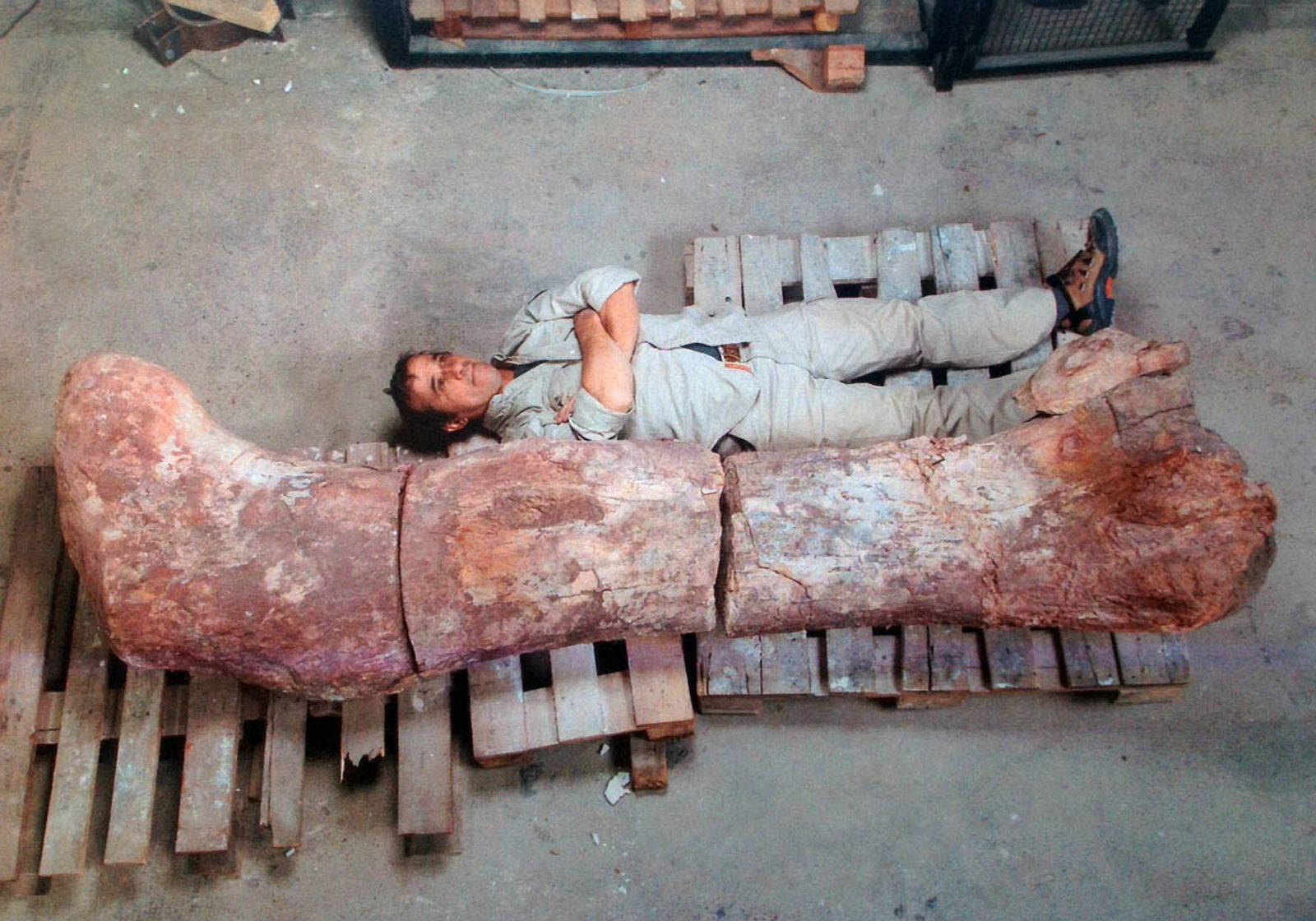 Fotografía cedida por el Museo Egidio Feruglio de un hombre junto al fémur del dinosaurio encontrado en la provincia argentina de Chubut (sur), cerca de la localidad de Las Plumas.