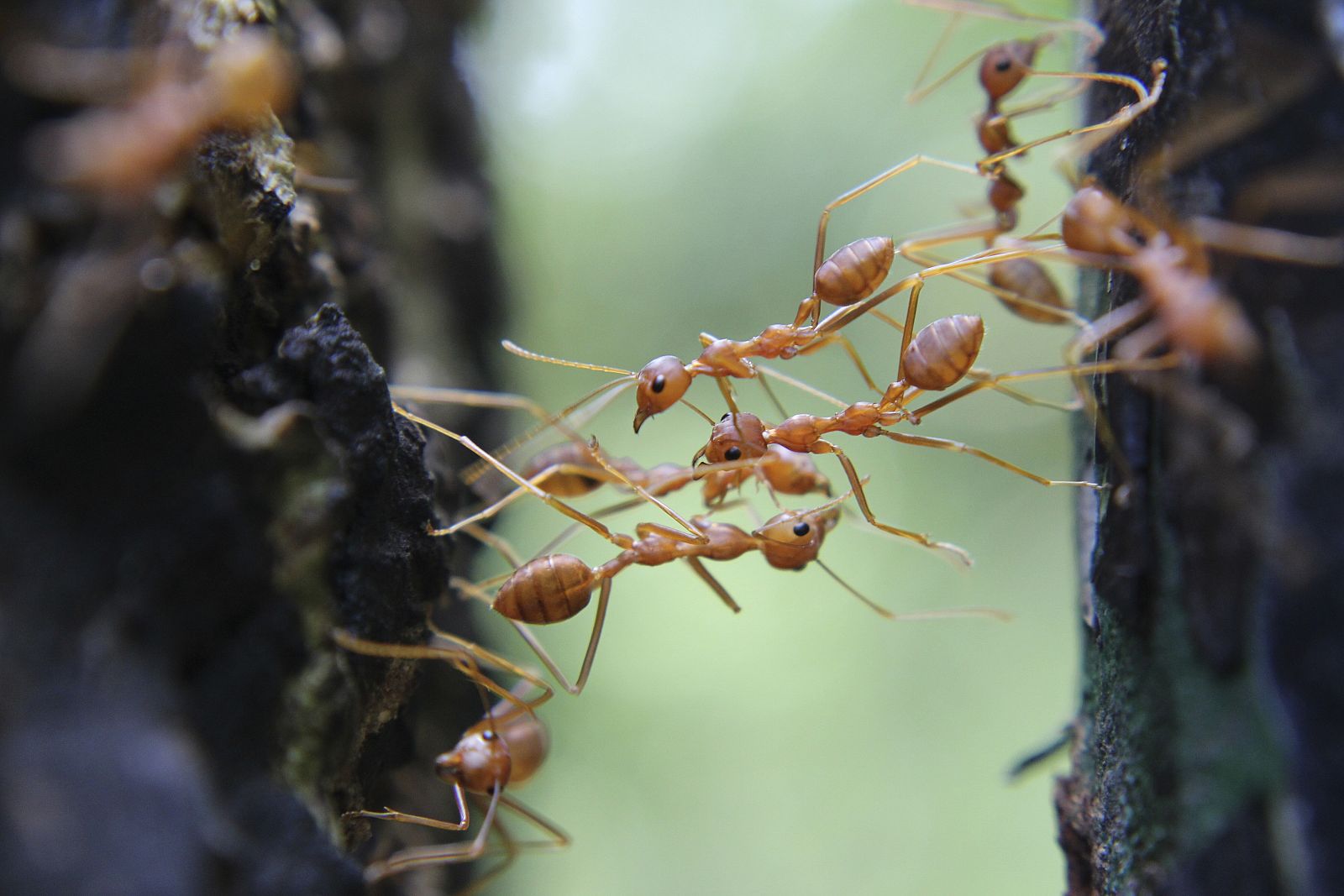 Una hormiga individual busca alimento de forma caótica, mientras que la búsqueda colectiva de comida se hace de forma ordenada