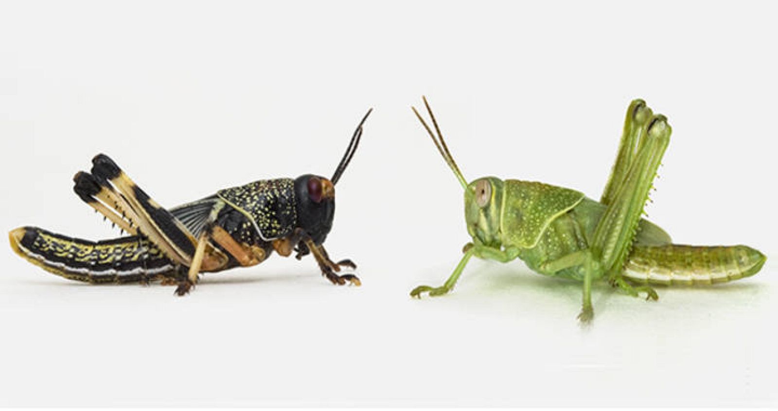 La destructiva doble vida del saltamontes - RTVE.es