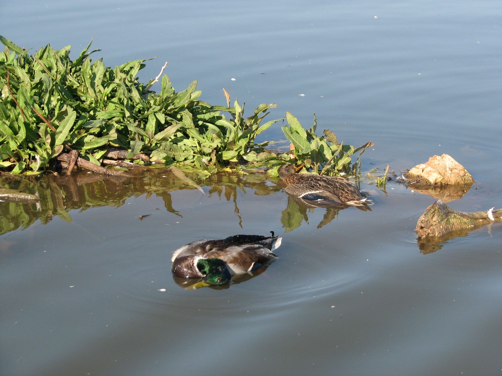 Patos muertos en un humedal.