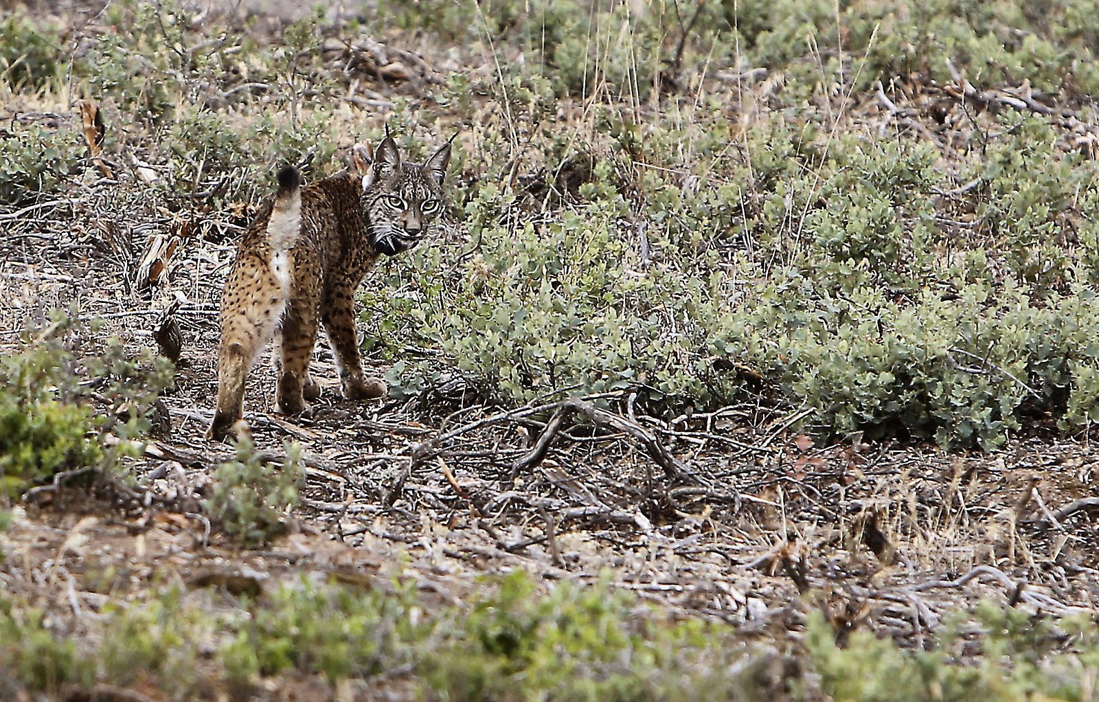 Ejemplar del lince ibérico