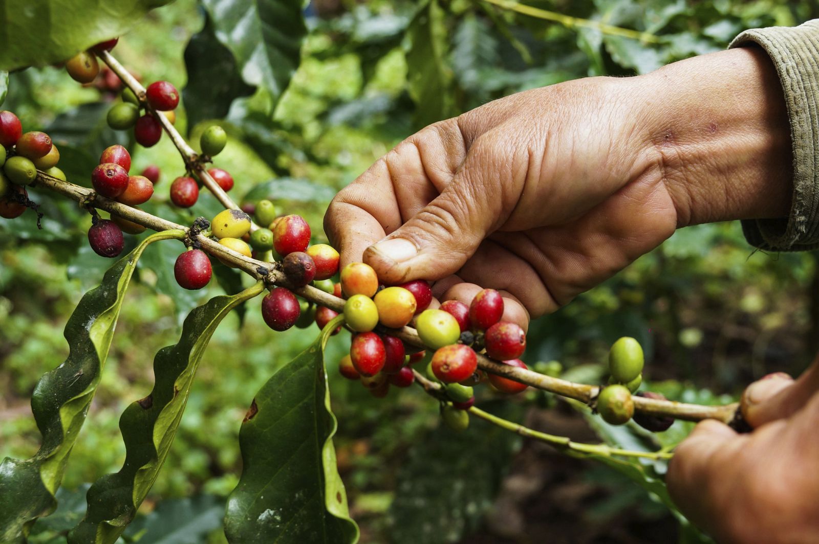 El café es una de las principales exportaciones de Ecuador
