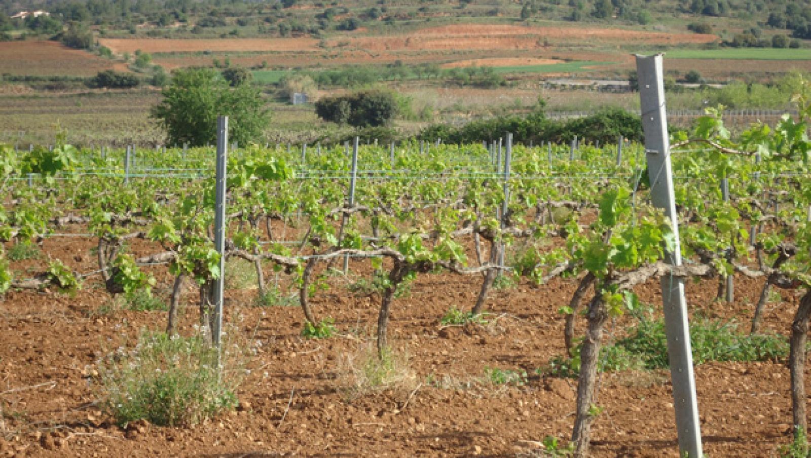 Vinyes de la DO Penedès