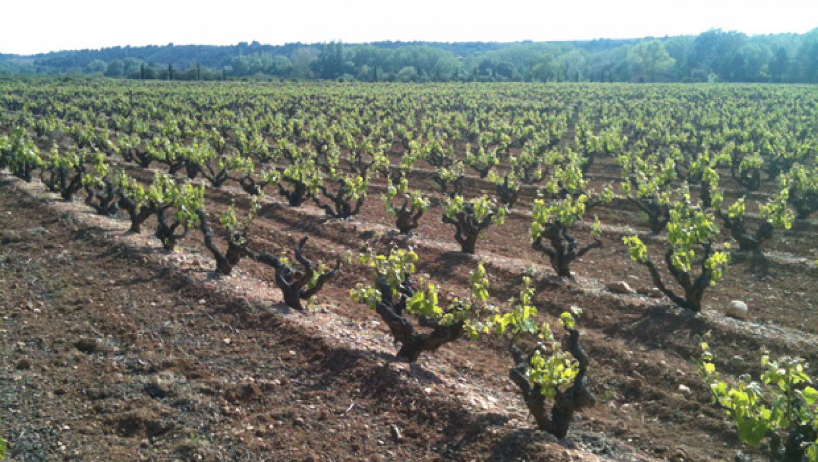 Vinyes de la DO Tarragona