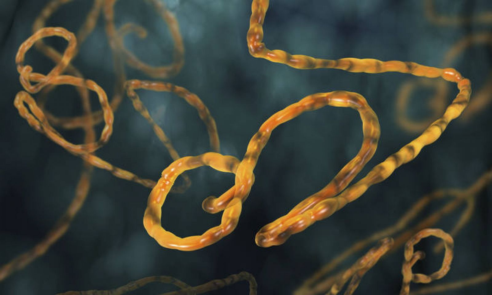  Ilustración del virus del Ébola.