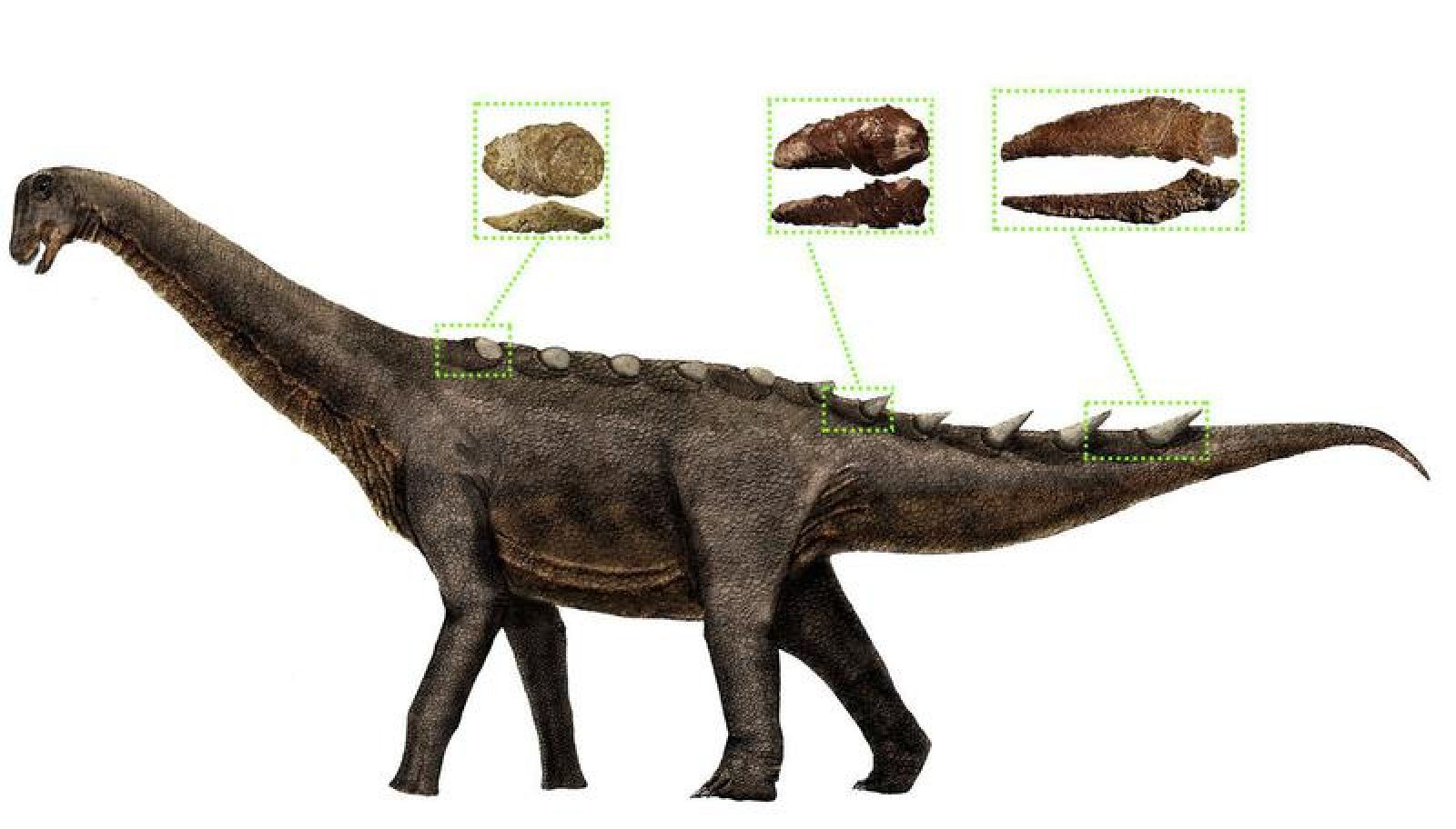 Ilustración de la reconstrucción de la armadura dérmica de los saurópodos titanosaurios
