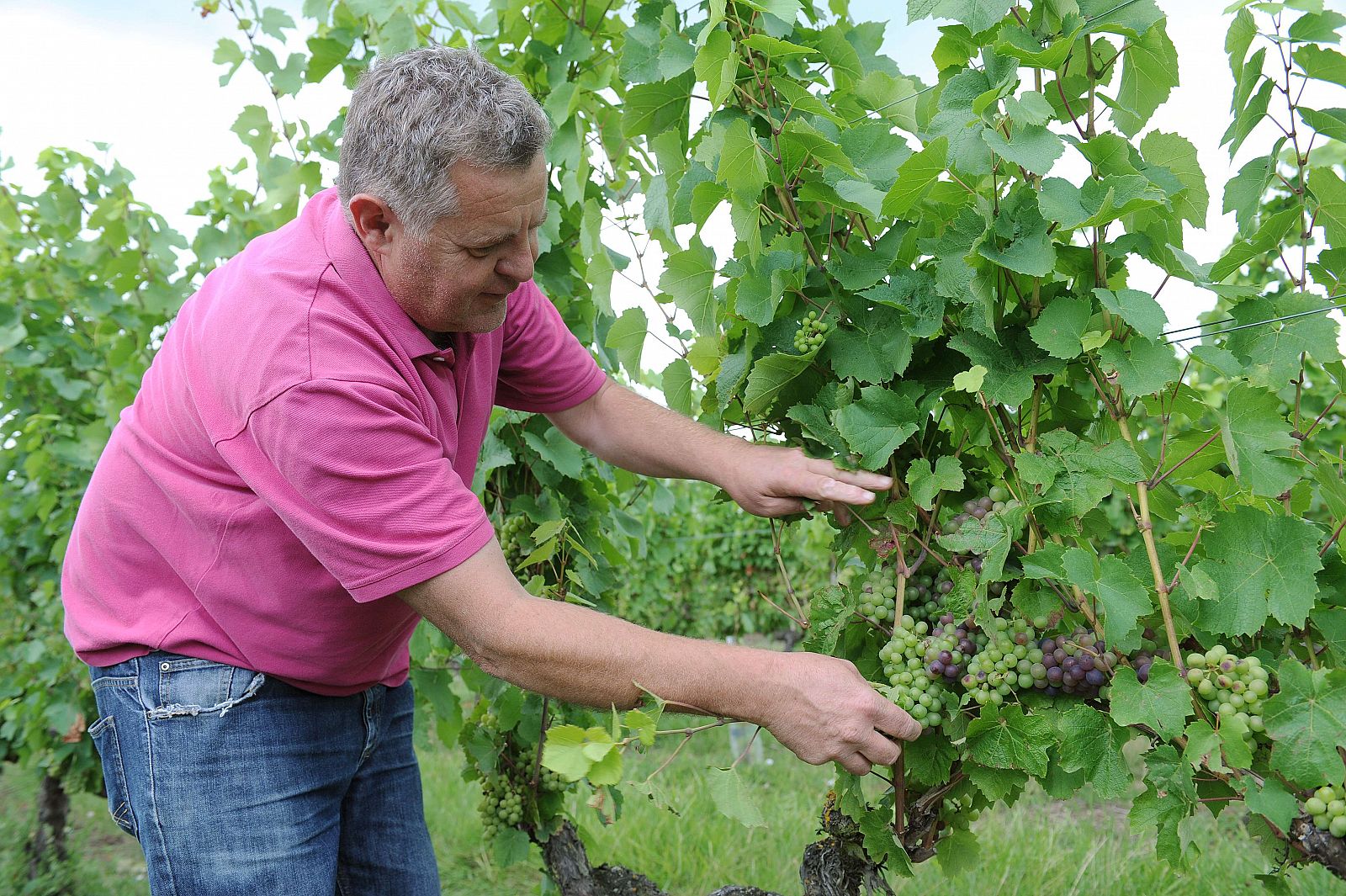 Agricultor francés revisa su cosecha de uva a pocos días de empezar la vendimia