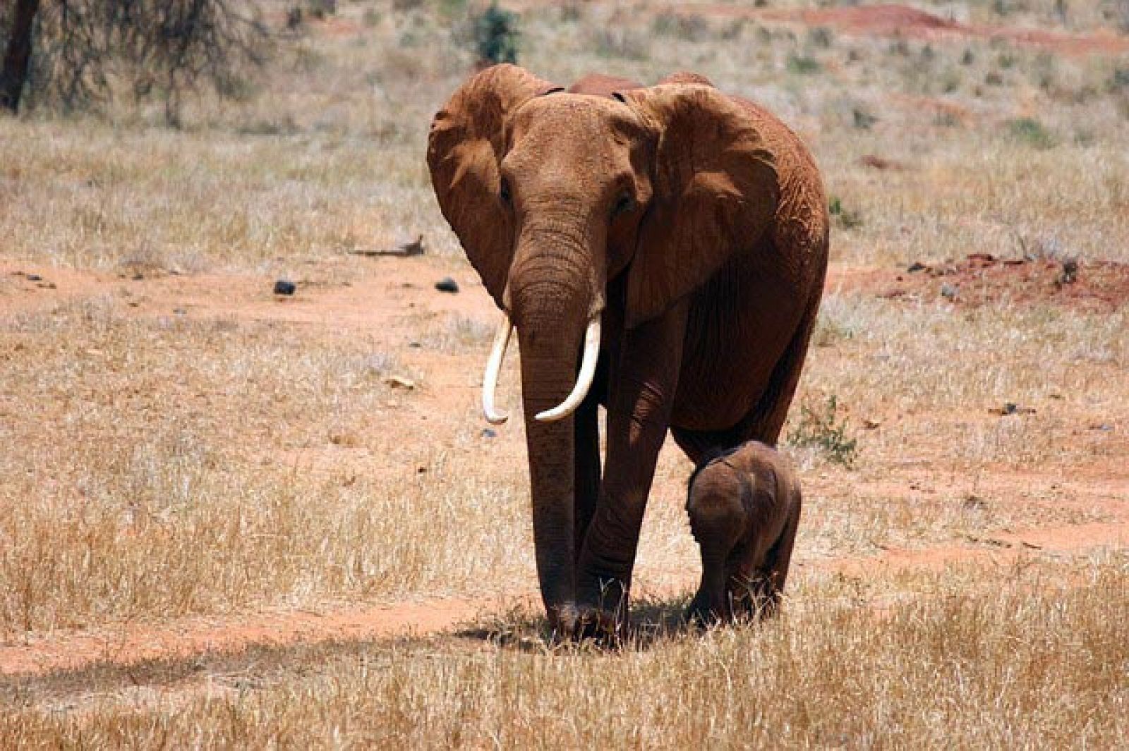 Un elefante con su cría en el parque nacional de Tsavo en Kenia.