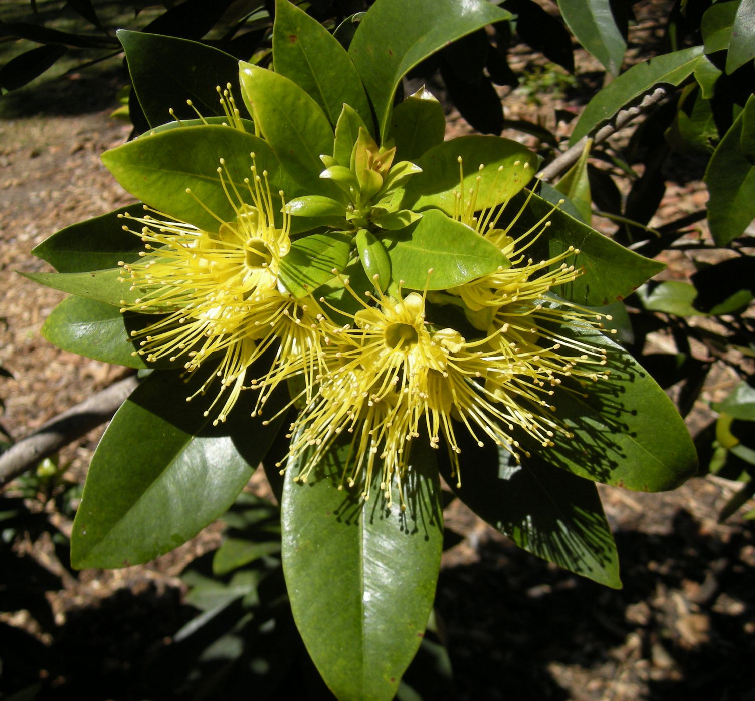 Un ejemplar de xanthostemon chrysanthus.