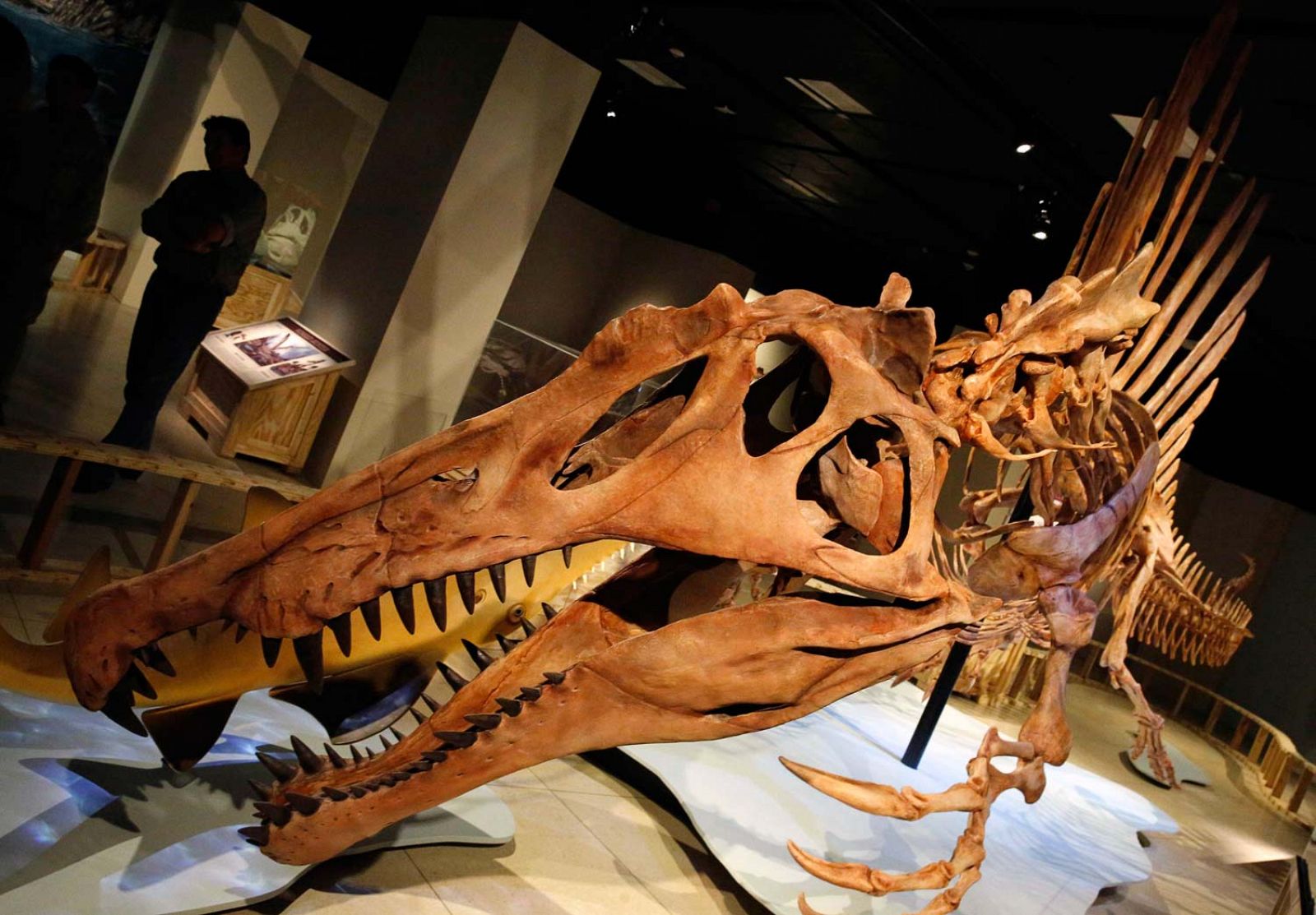 Modelo de esqueleto a tamaño real del Spinosaurus aegyptiacus, el mayor predador del Cretácico que sabía nadar.