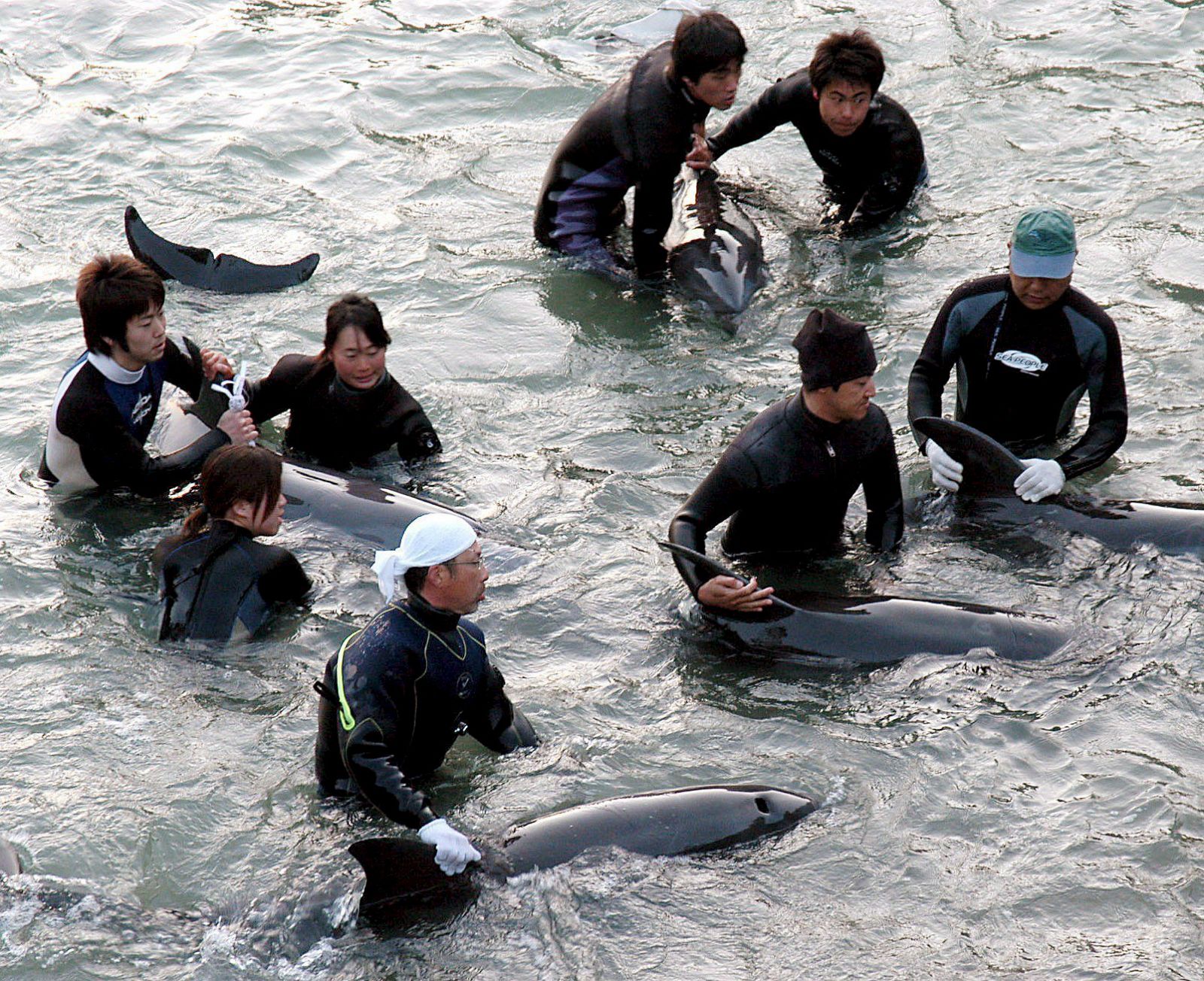 Pescadores locales atrapaban a un grupo de delfines en Taiji, Wakayama, Japón, el jueves 22 de febrero.