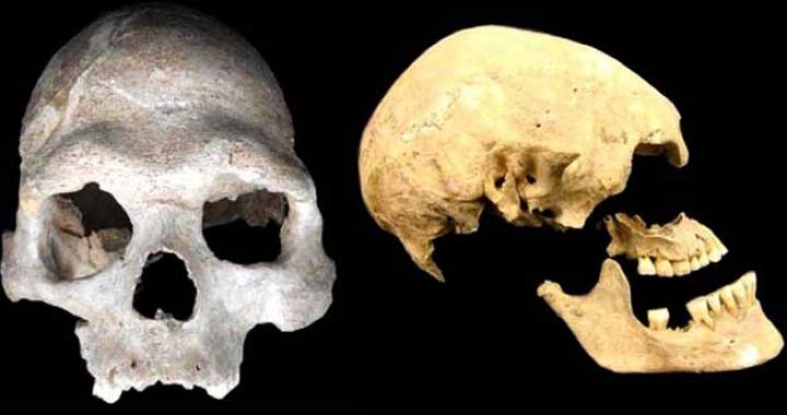 Cráneo de uno de los primeros agricultores (izquierda) y de un cazador-recolector del refugio de Loschbour, Luxemburgo (derecha).