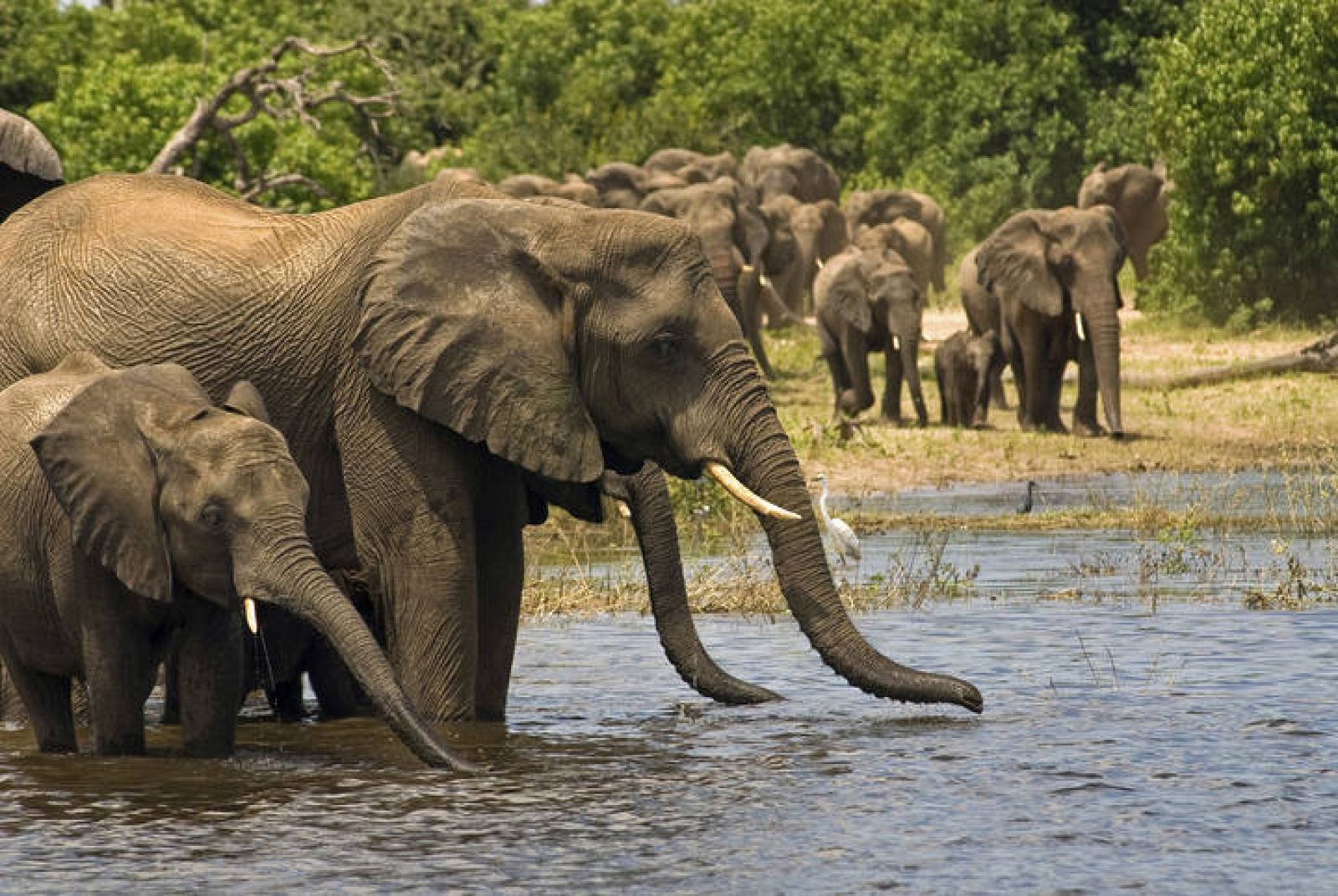  Elefantes africanos.