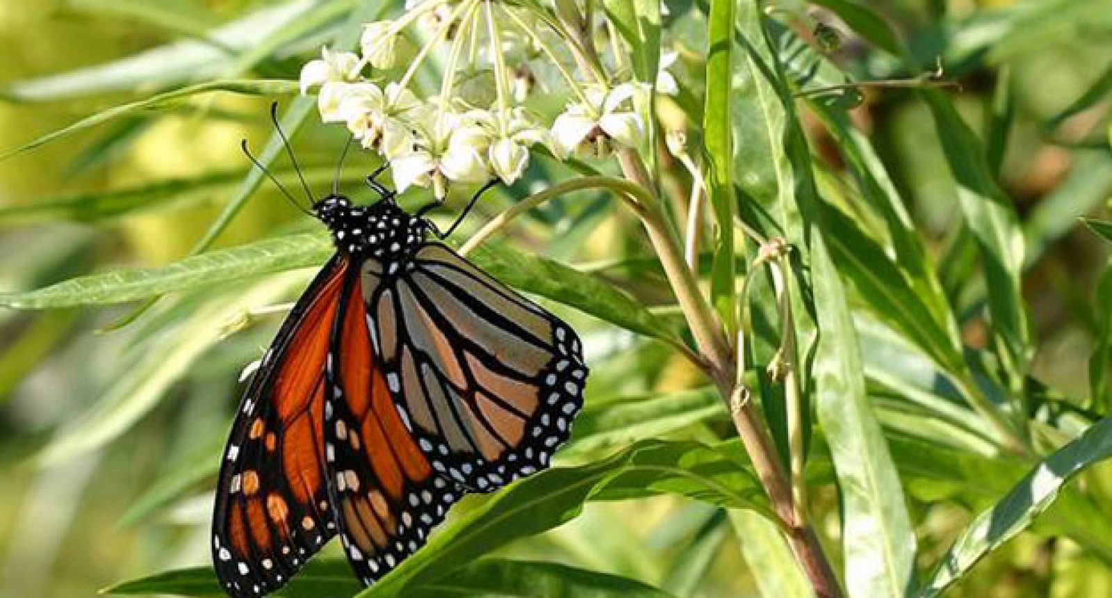 Imagen de una mariposa monarca.