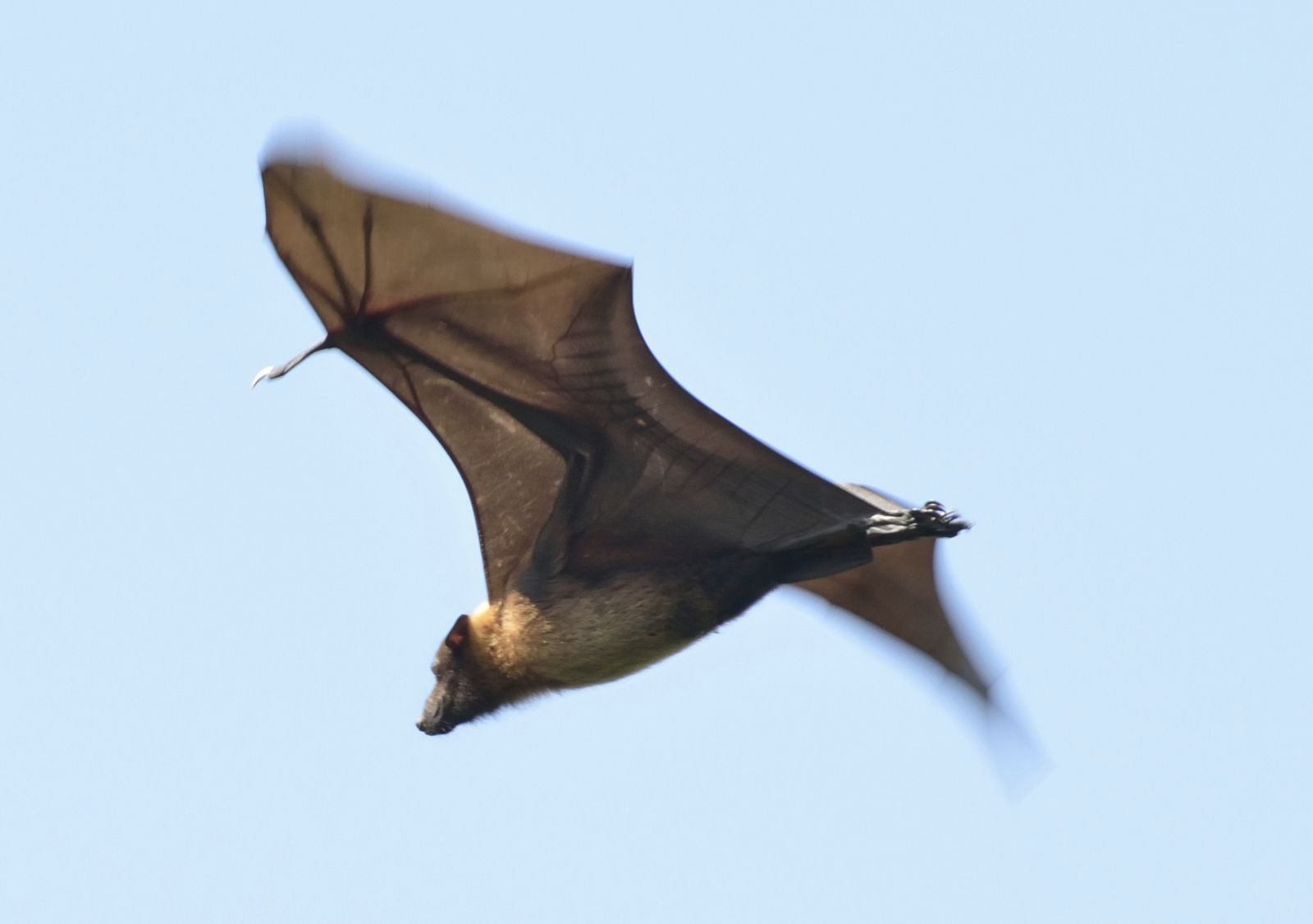Un murciélago de la fruta volando.