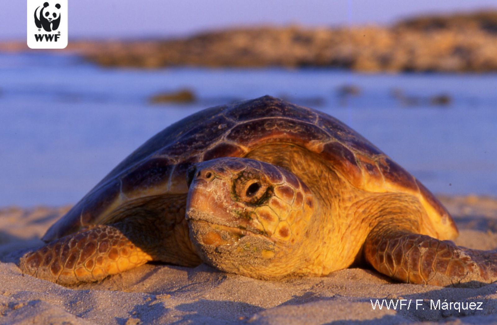 Un ejemplar de tortuga boba sobre la arena.