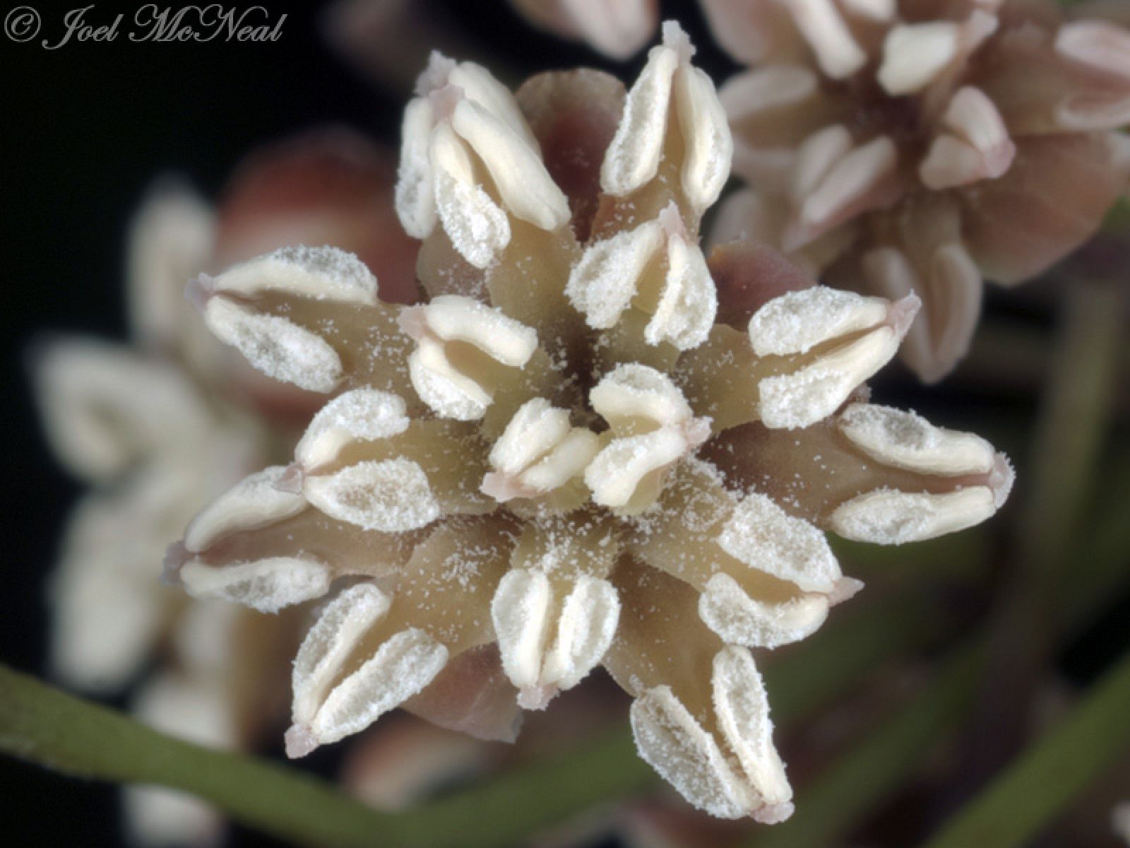 Flor macho de la Amborella trichopoda, encontrada en Nueva Caledonia