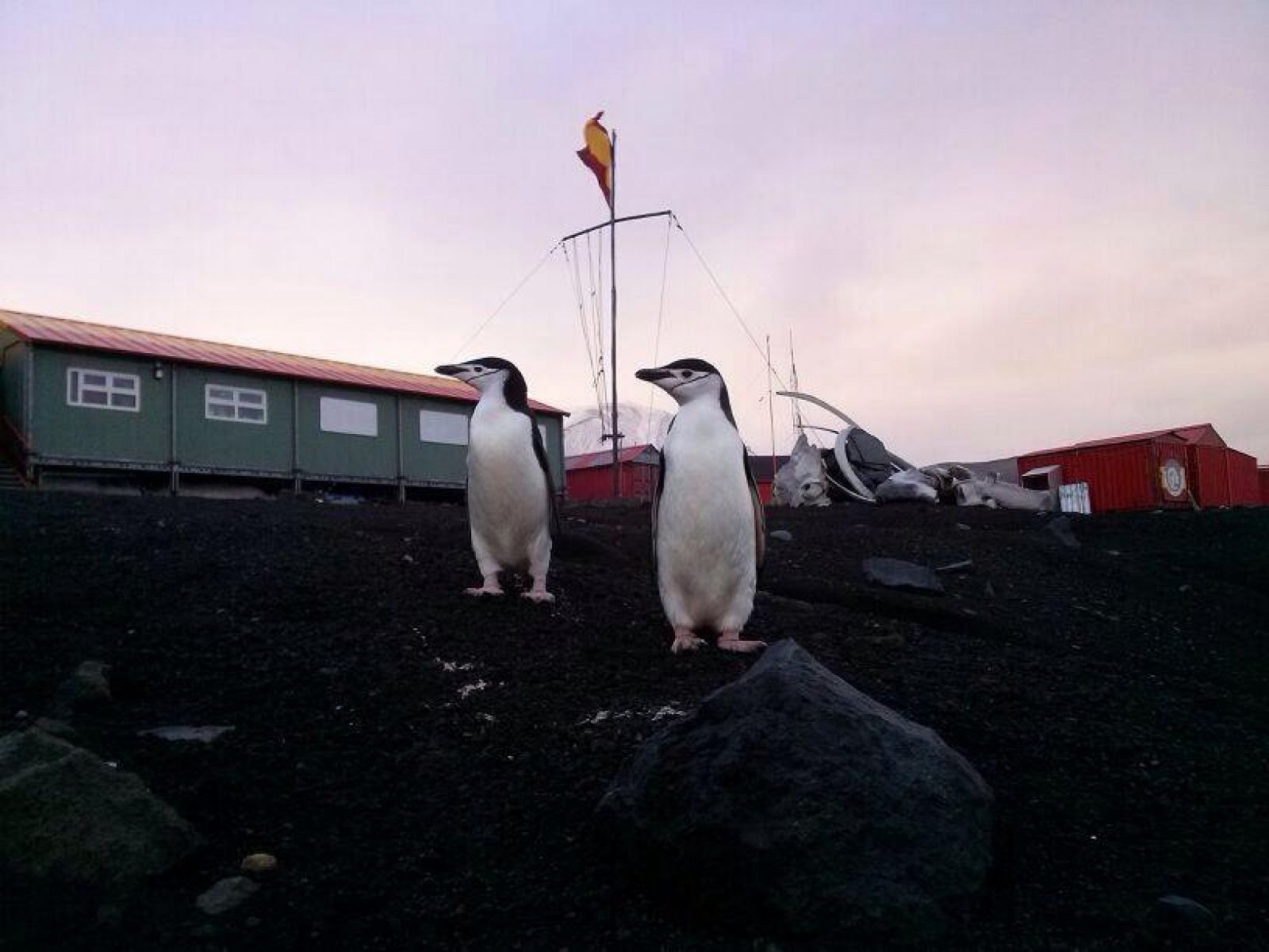 Los pingüinos son unos vecinos más en la base española del Ejército en la Isla Decepción