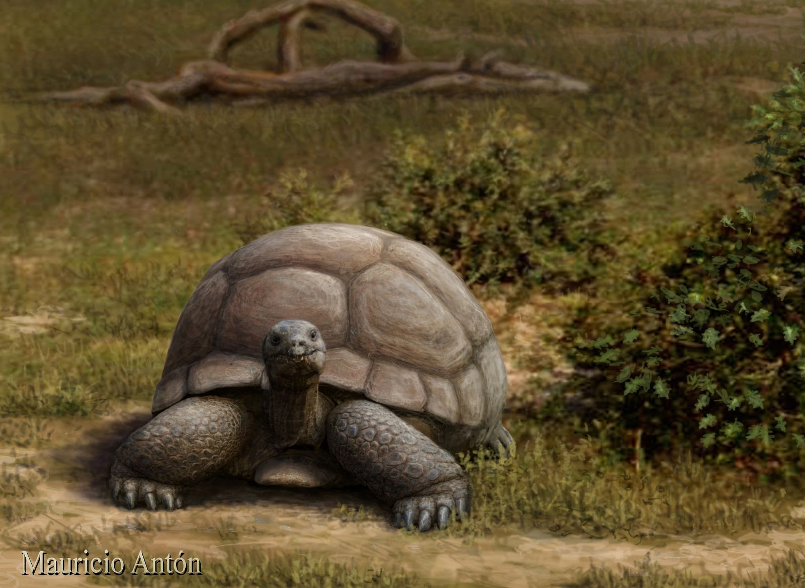 Ilustración de la tortuga gigante del género Titanochelon.