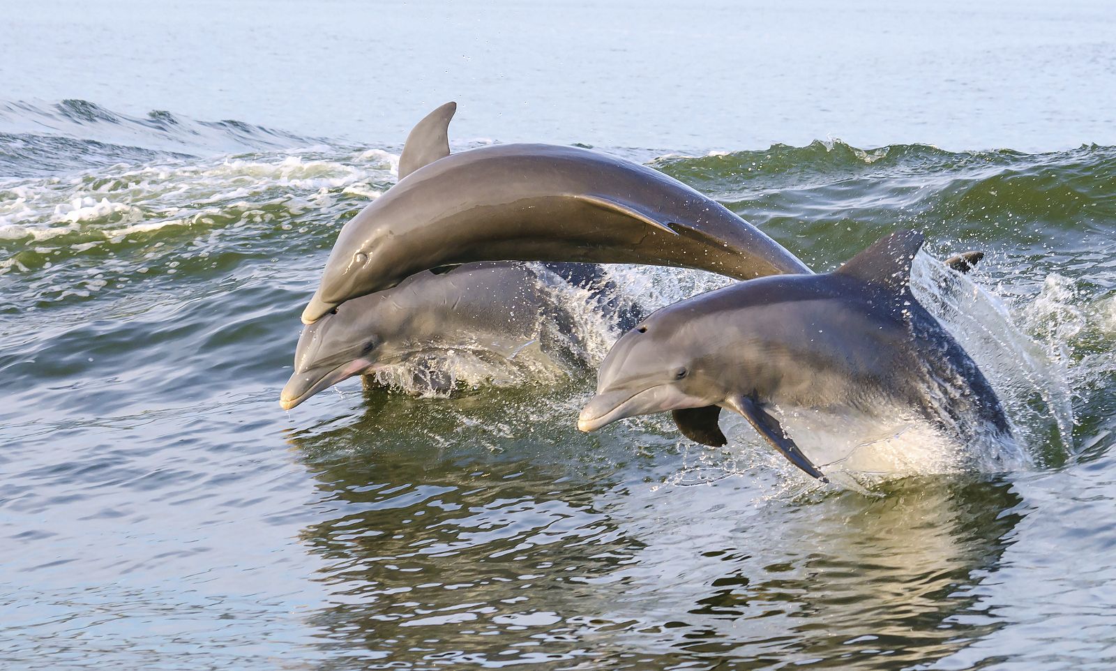 Delfines saltando en el mar.