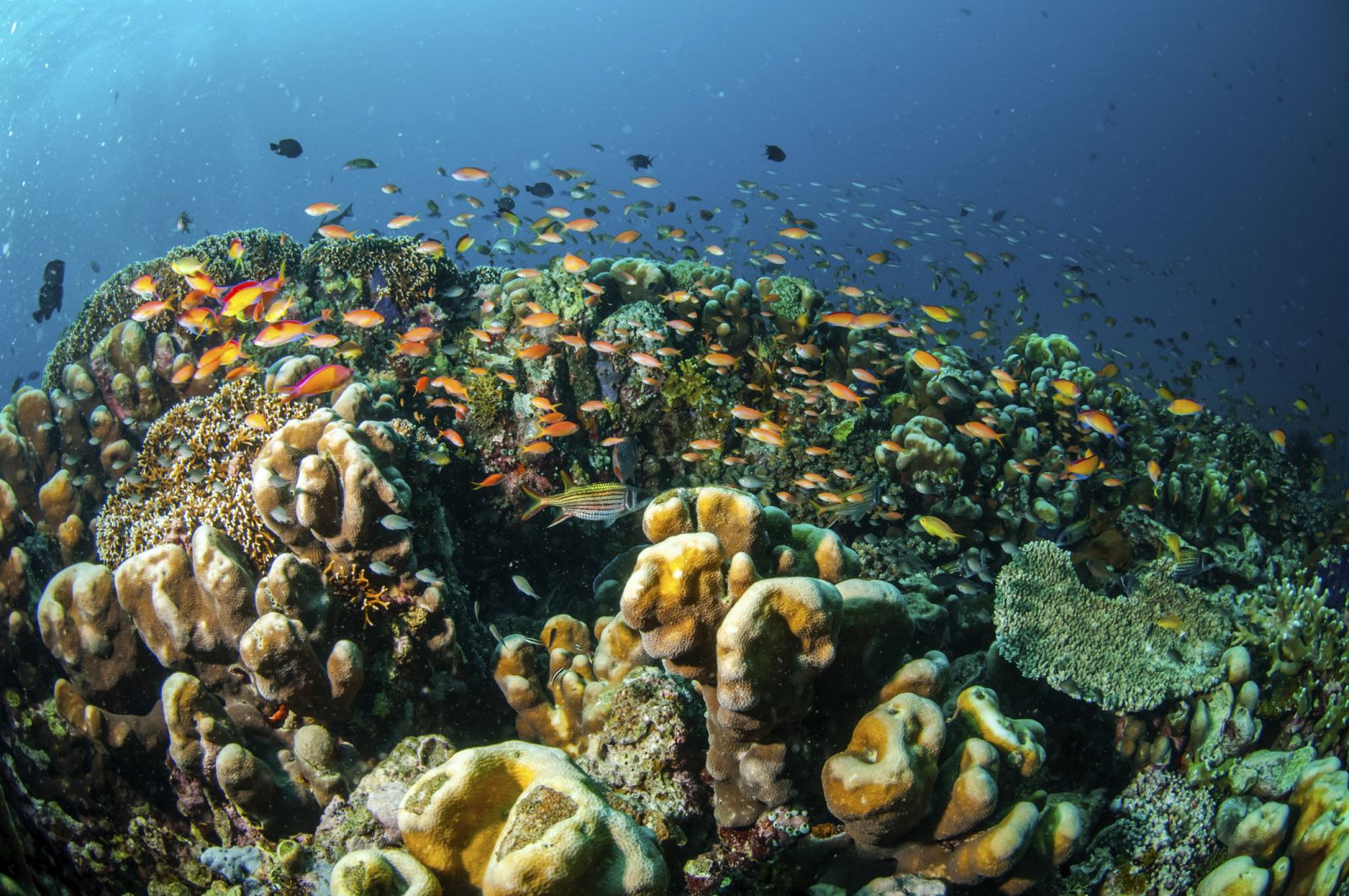 Arrecife de coral rodeado de peces en el mar de Indonesia.