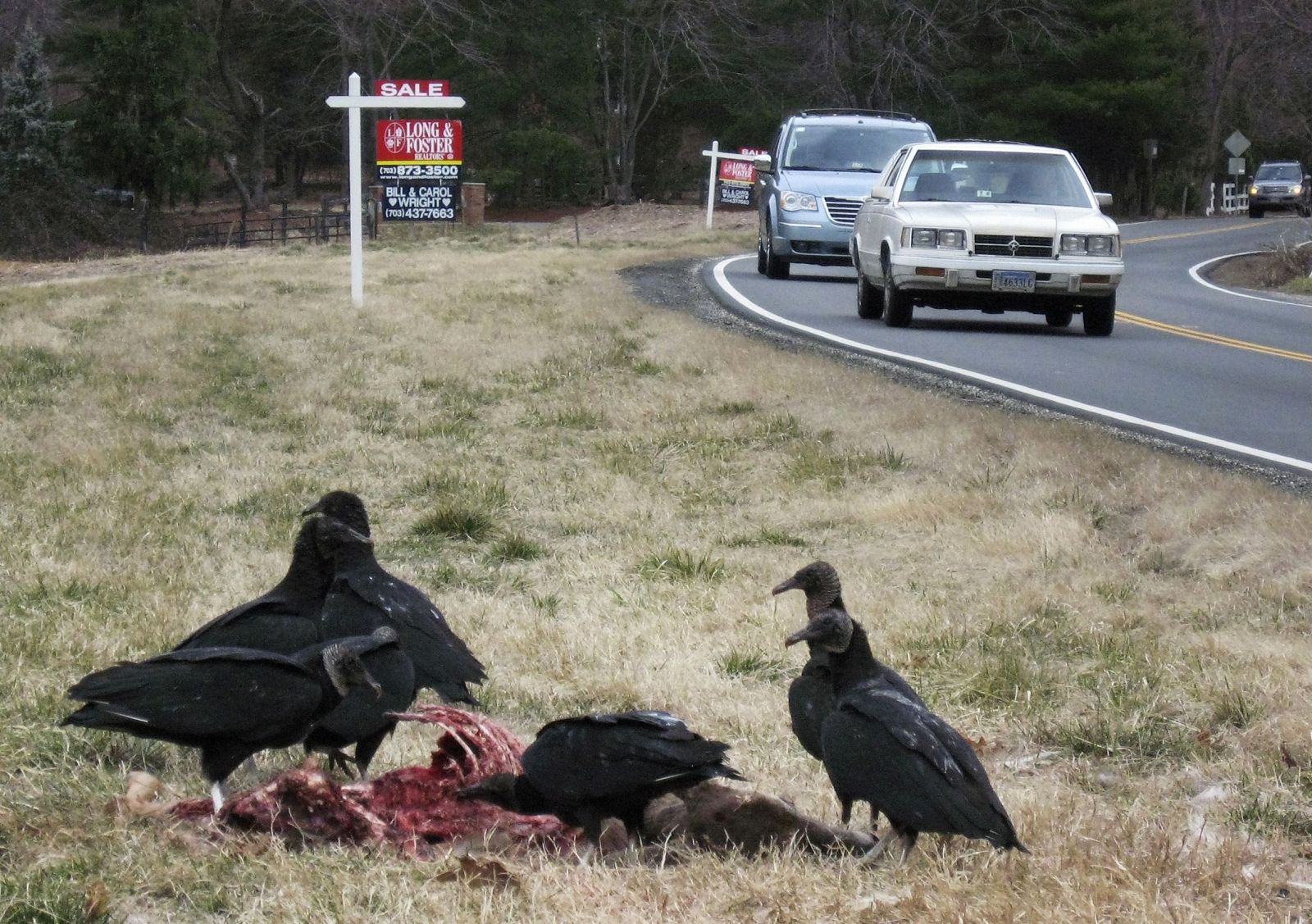 Buitres negros en una carretera del Estado de Virginia, en Estados Unidos