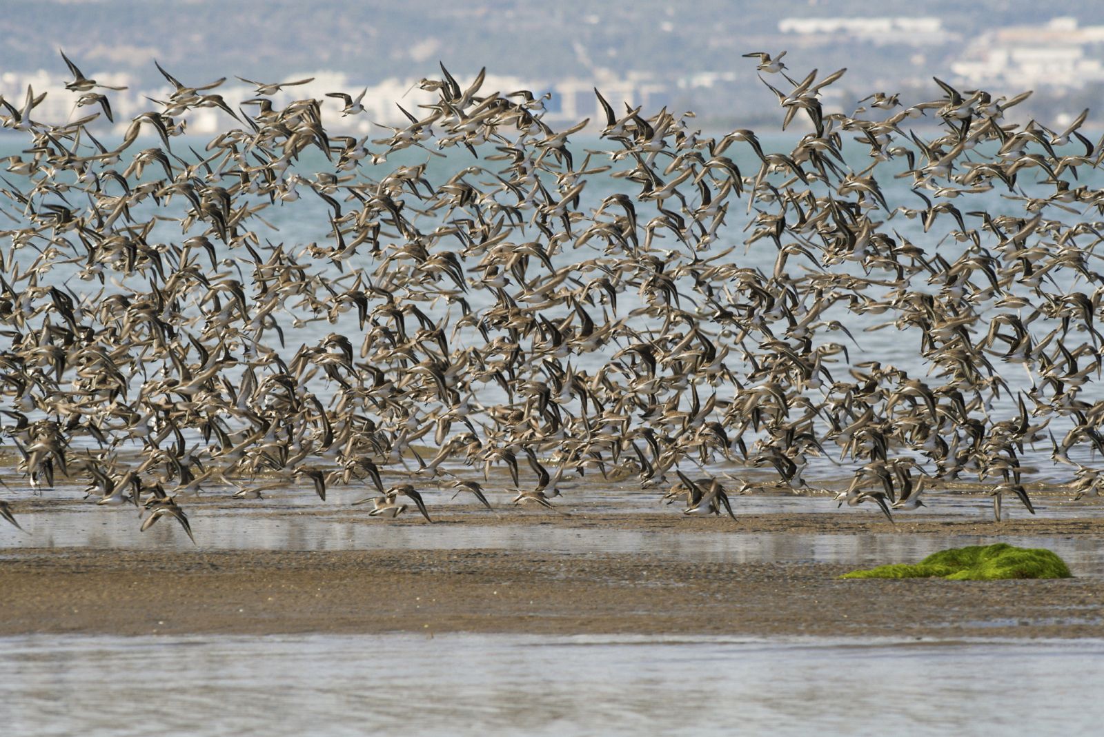 Aves sobrevolando el Delta del Ebro, en España.