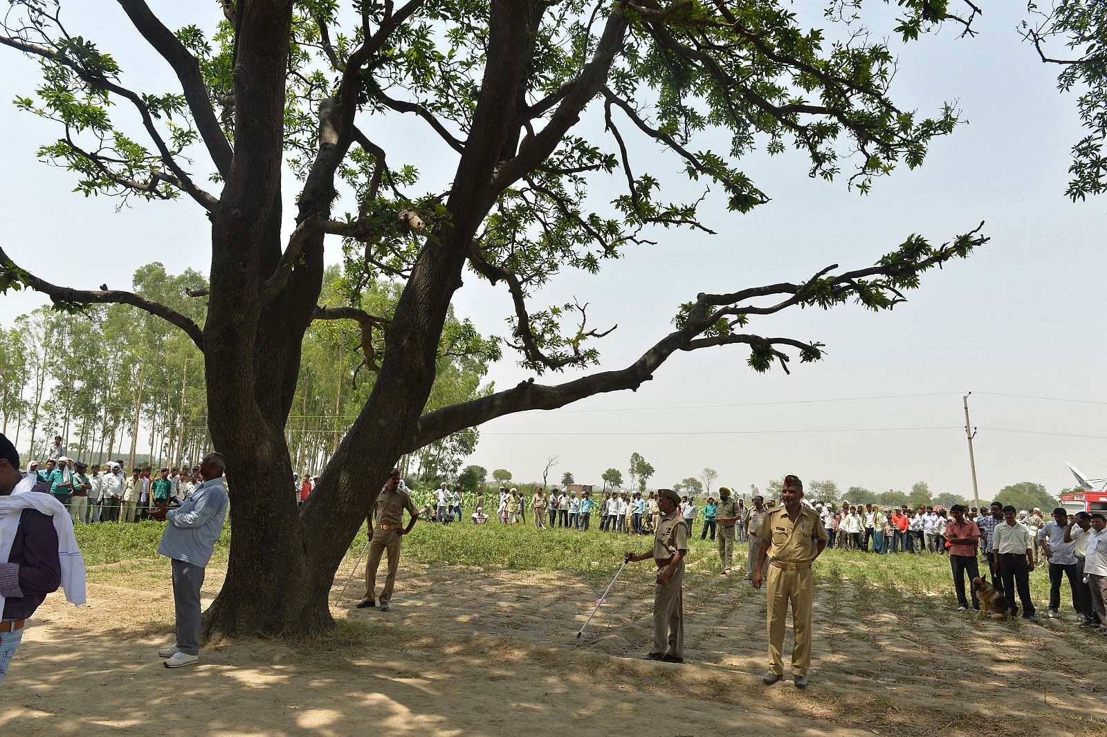 Árbol donde aparecieron ahorcadas las dos adolescentes en Katra Shahadatgunj (Uttar Pradesh).