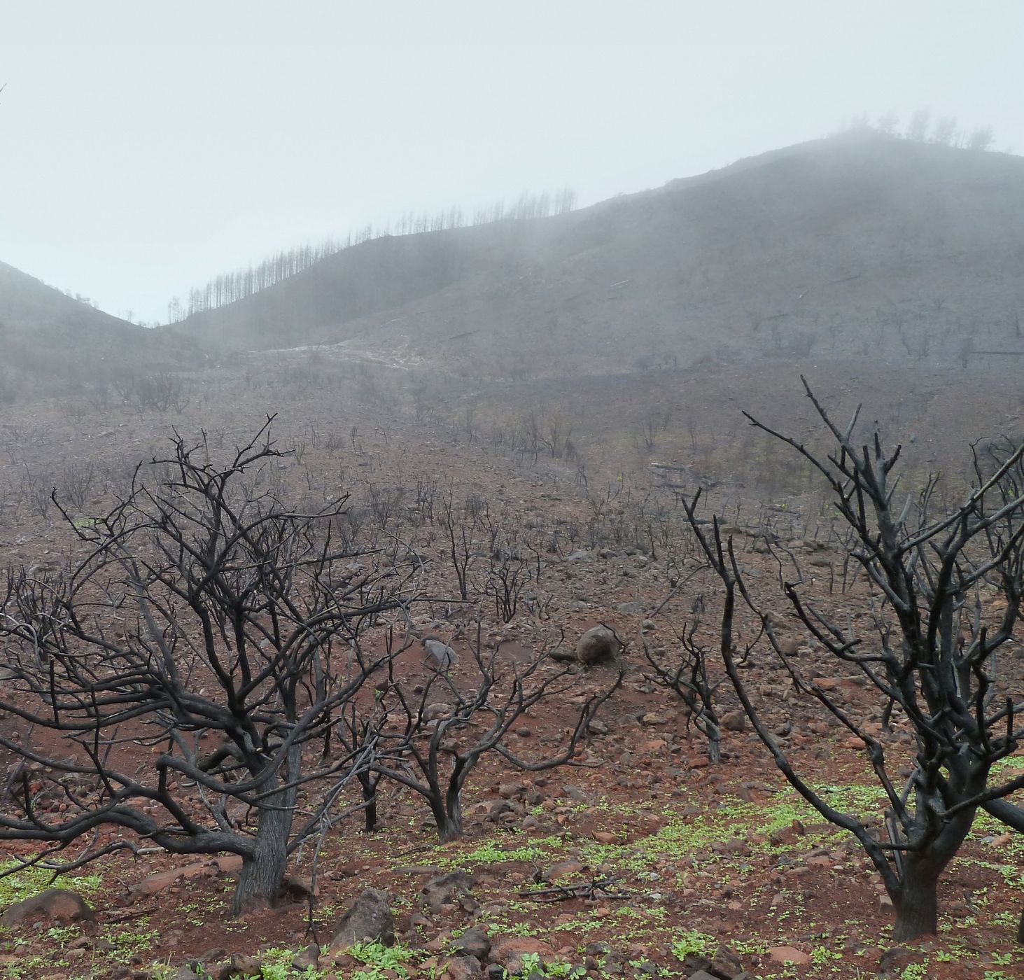 Bosque quemado en La Gomera (Islas Canarias).