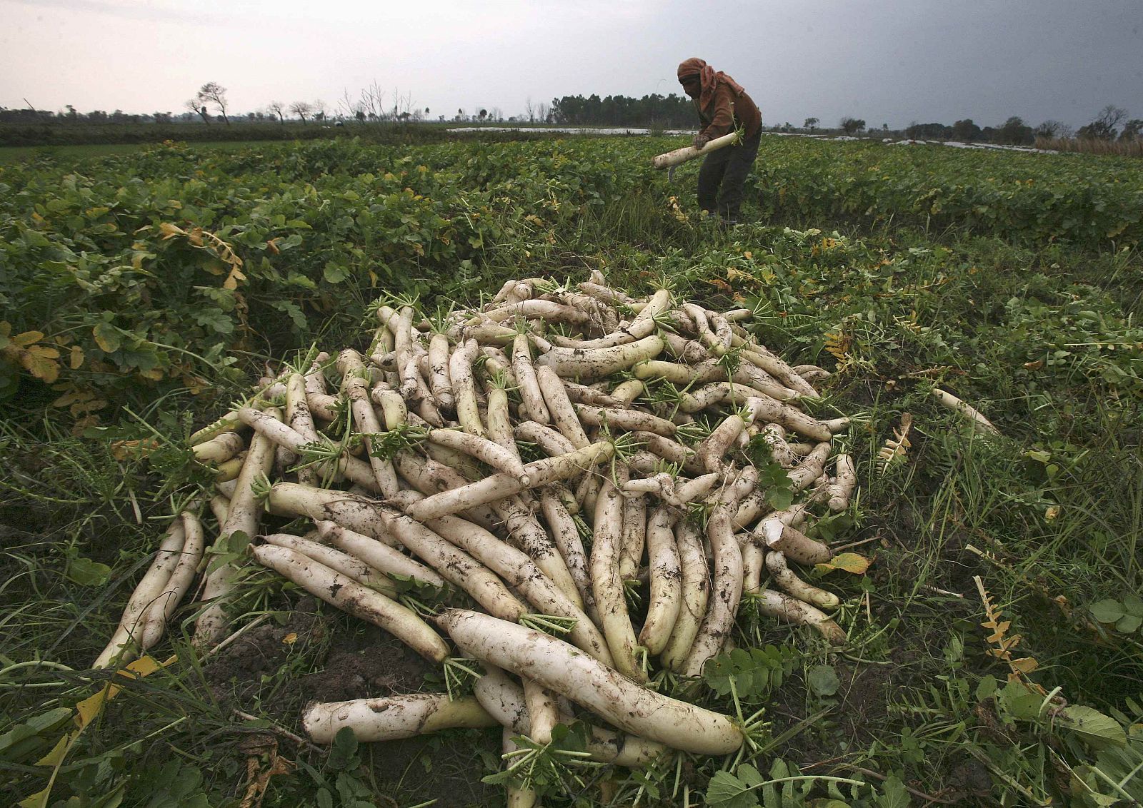 Imagen de un agricultor indio de Jammu