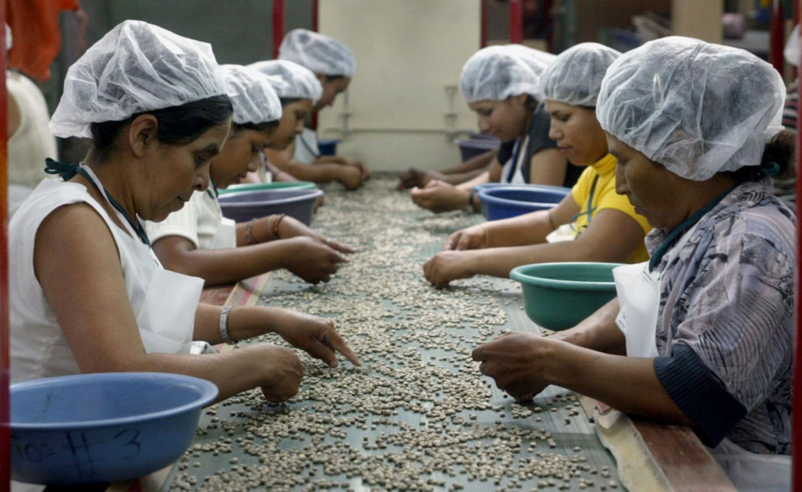 Mujeres peruanas seleccionan granos de café en la cooperativa Café Femenino