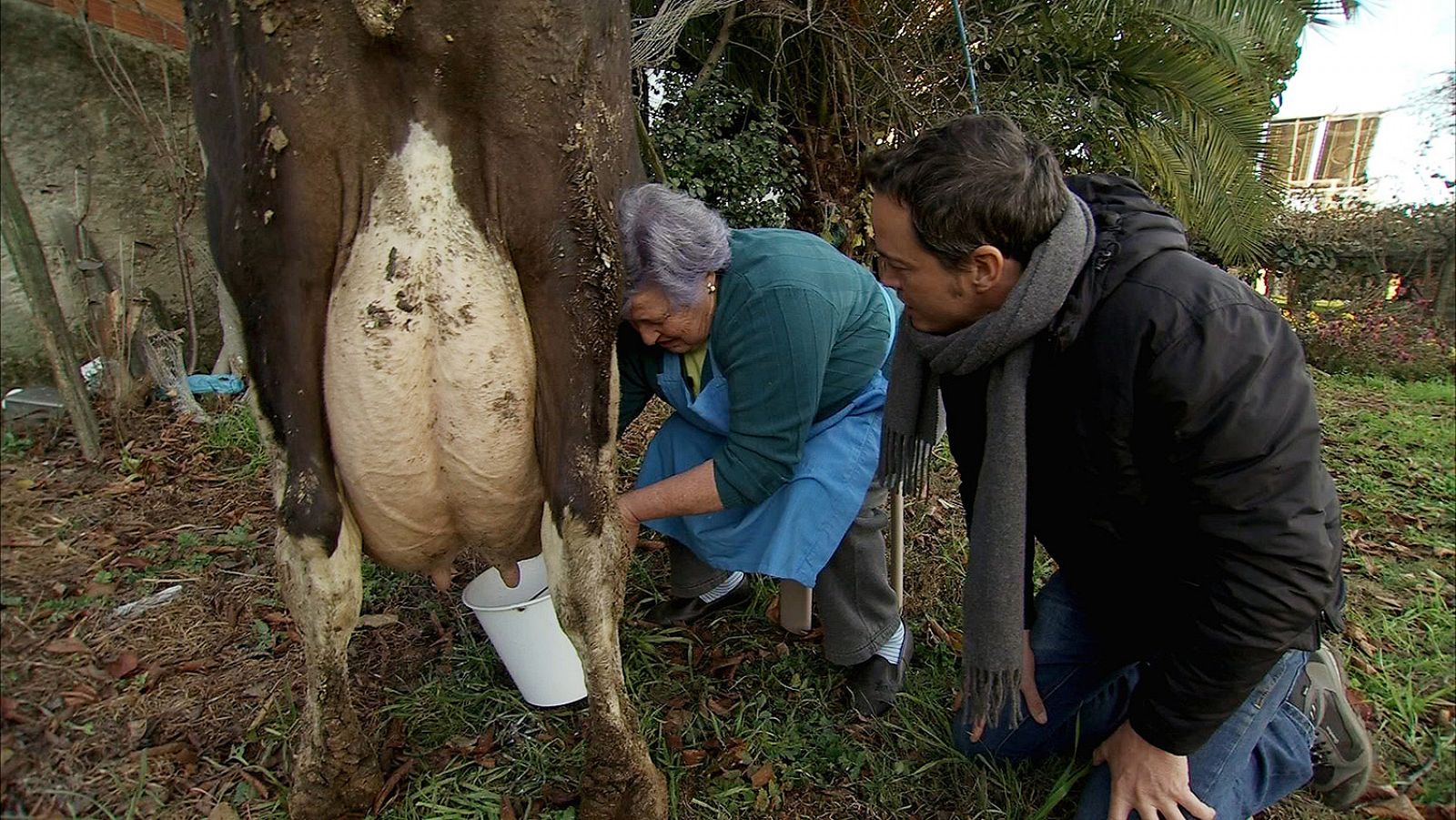 Vacas 'rubia gallega' en Santiago de Compostela