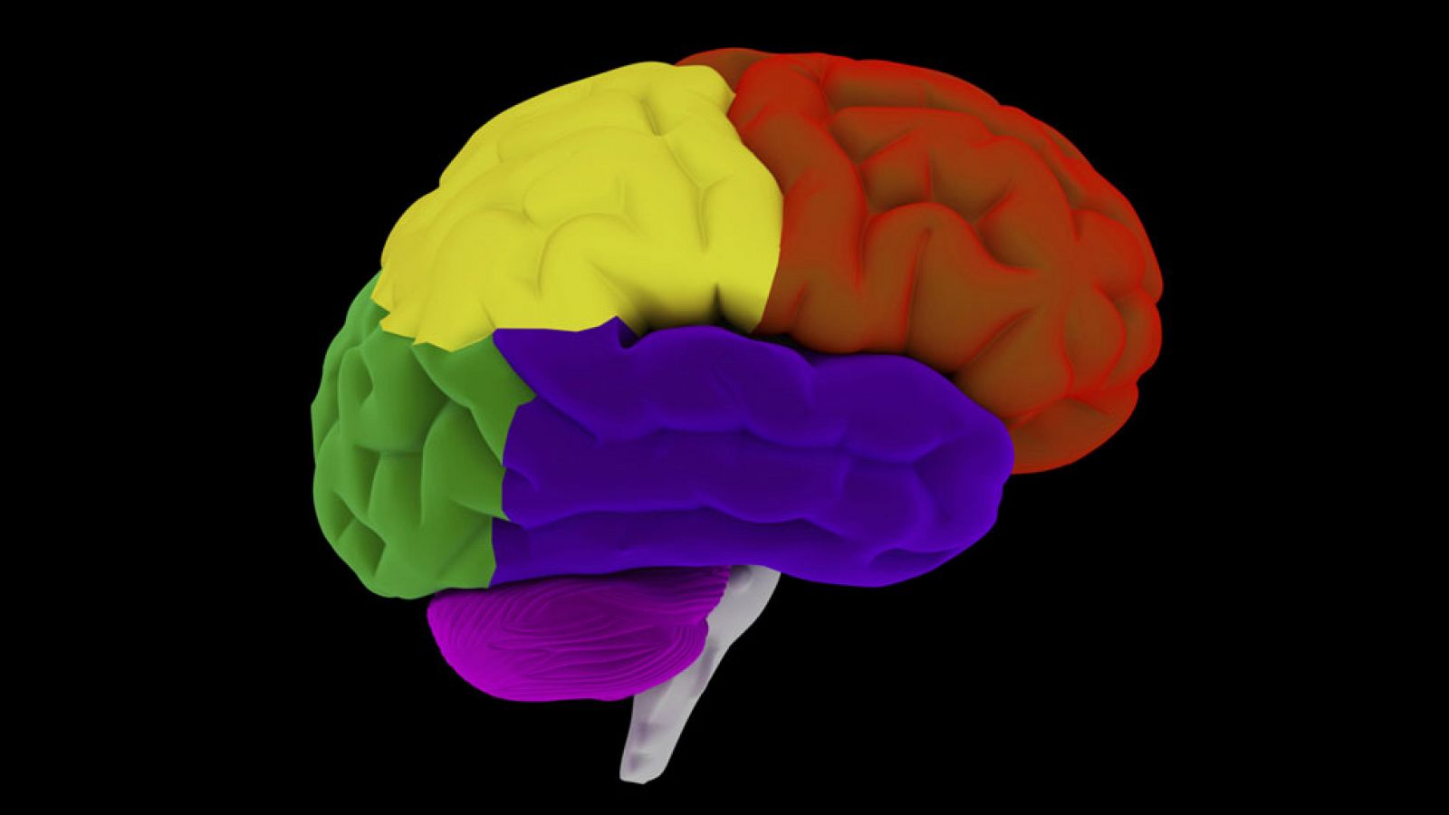 Ilustración del cerebro humano.