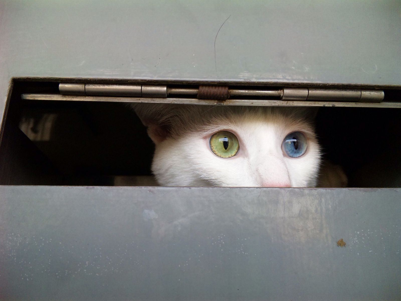 La mirada del gato cuántico de Schrödinger está dirigida por la curiosidad