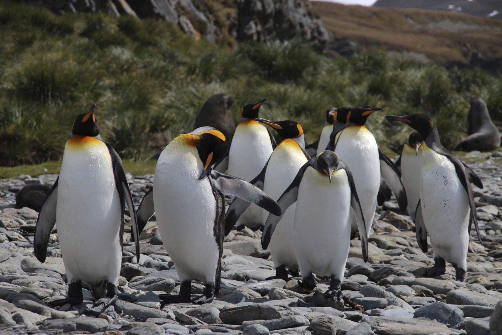 Pingüinos imperiales en Fortuna Bay, en las Islas Georgias.
